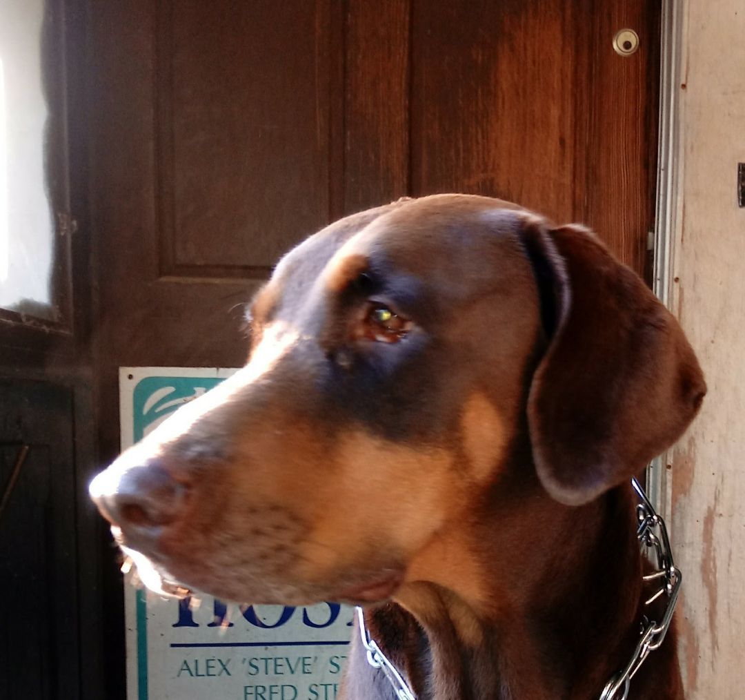 Caine, Adopted, Young Male Doberman Pinscher.