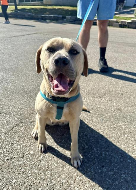 LUNA, Adoptable, Adult Female Mixed Breed.