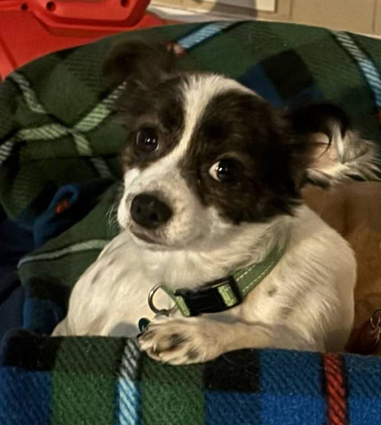 Enlarge Patch, an adoptable mixed breed in East Point, GA image 1/3