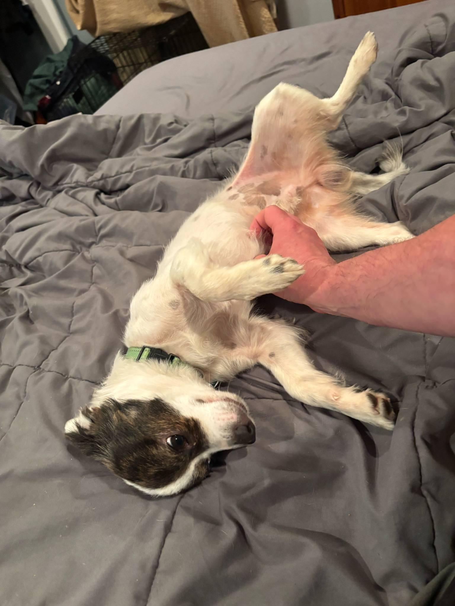 Enlarge Patch, an adoptable mixed breed in East Point, GA image 2/3