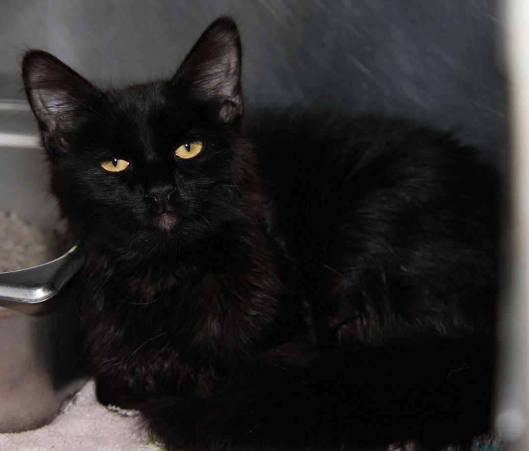 Crowley (Neutered), an adoptable Domestic Long Hair in Marietta, OH, 45750 | Photo Image 3