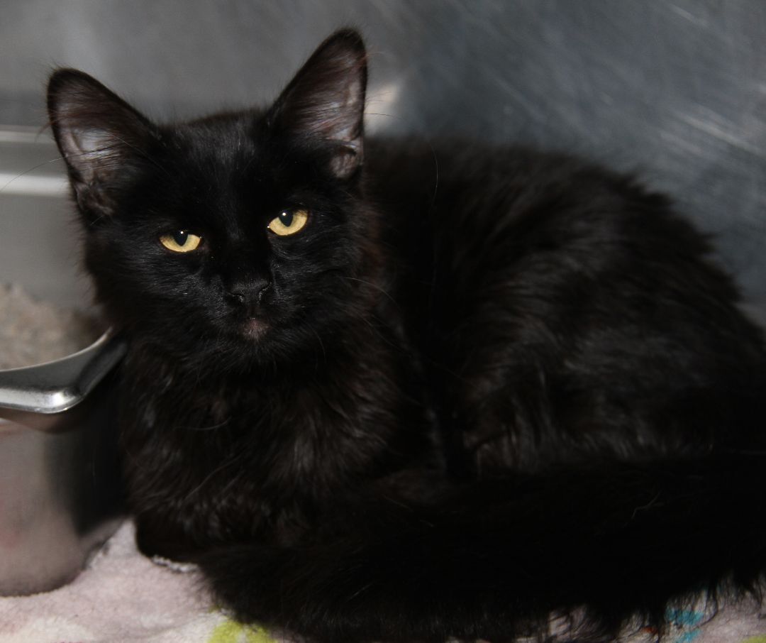 Crowley (Neutered), an adoptable Domestic Long Hair in Marietta, OH, 45750 | Photo Image 2