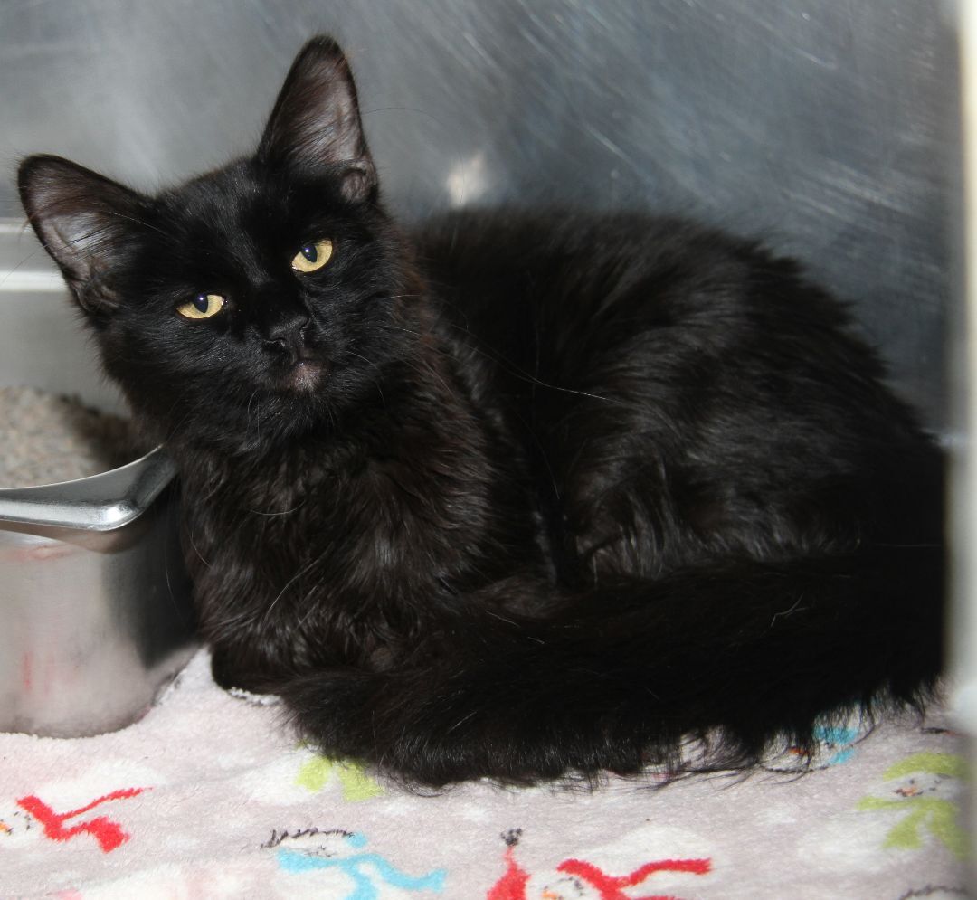 Crowley (Neutered), an adoptable Domestic Long Hair in Marietta, OH, 45750 | Photo Image 1