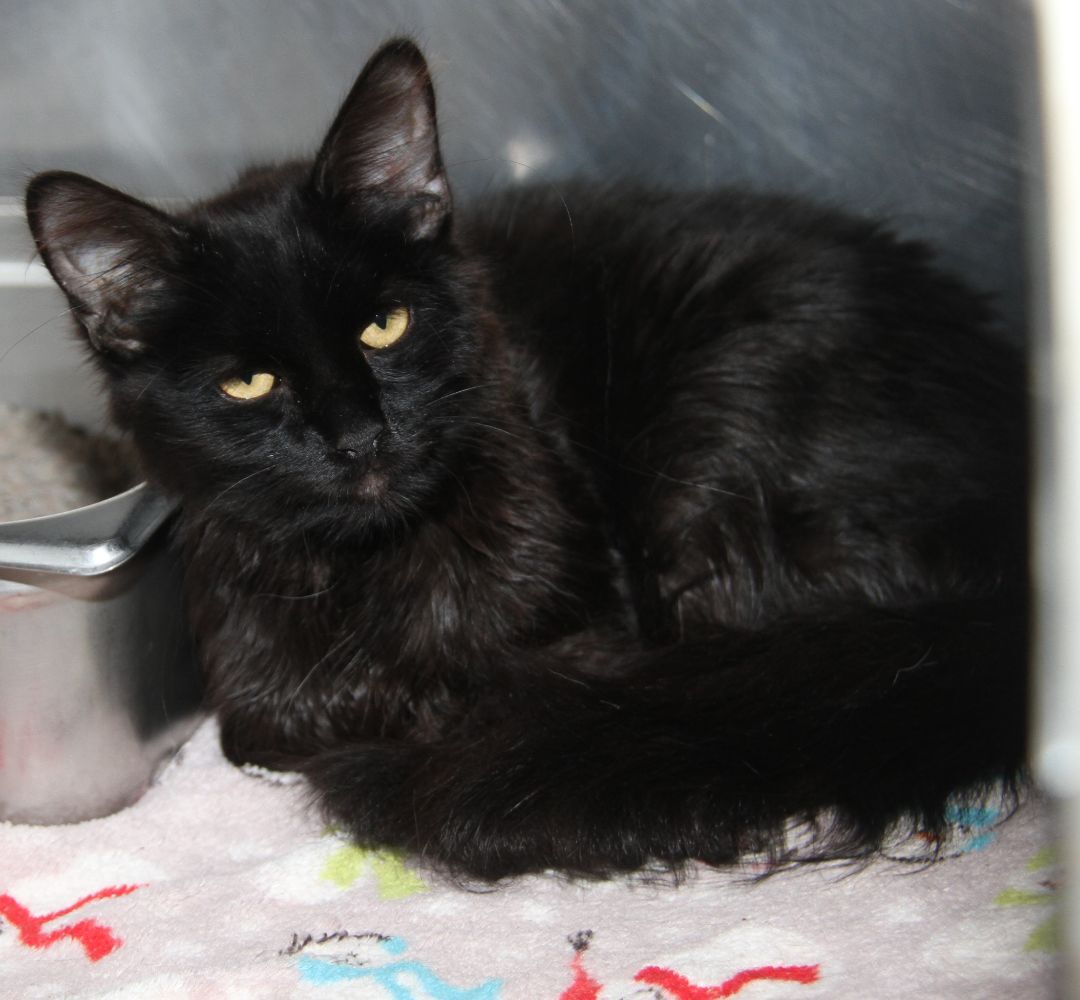 Crowley (Neutered), an adoptable Domestic Long Hair in Marietta, OH, 45750 | Photo Image 4