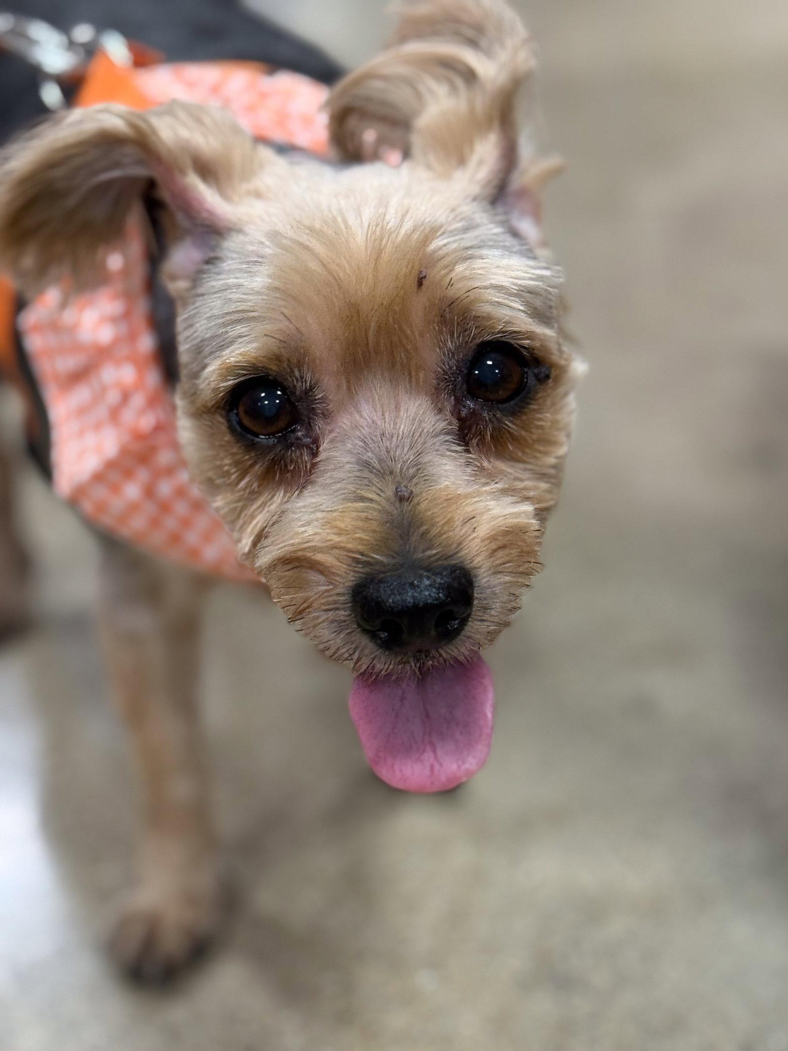 Mocha, Adopted, Senior Female Yorkshire Terrier.