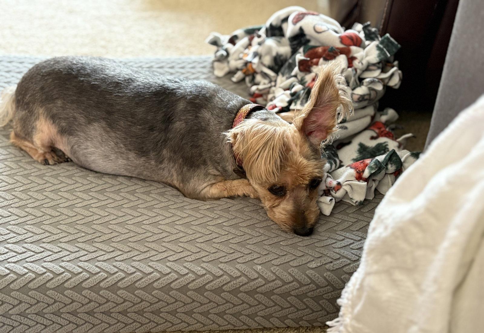 Enlarge Mocha, a Adopted Yorkshire Terrier in Wheaton, IL image 2/3