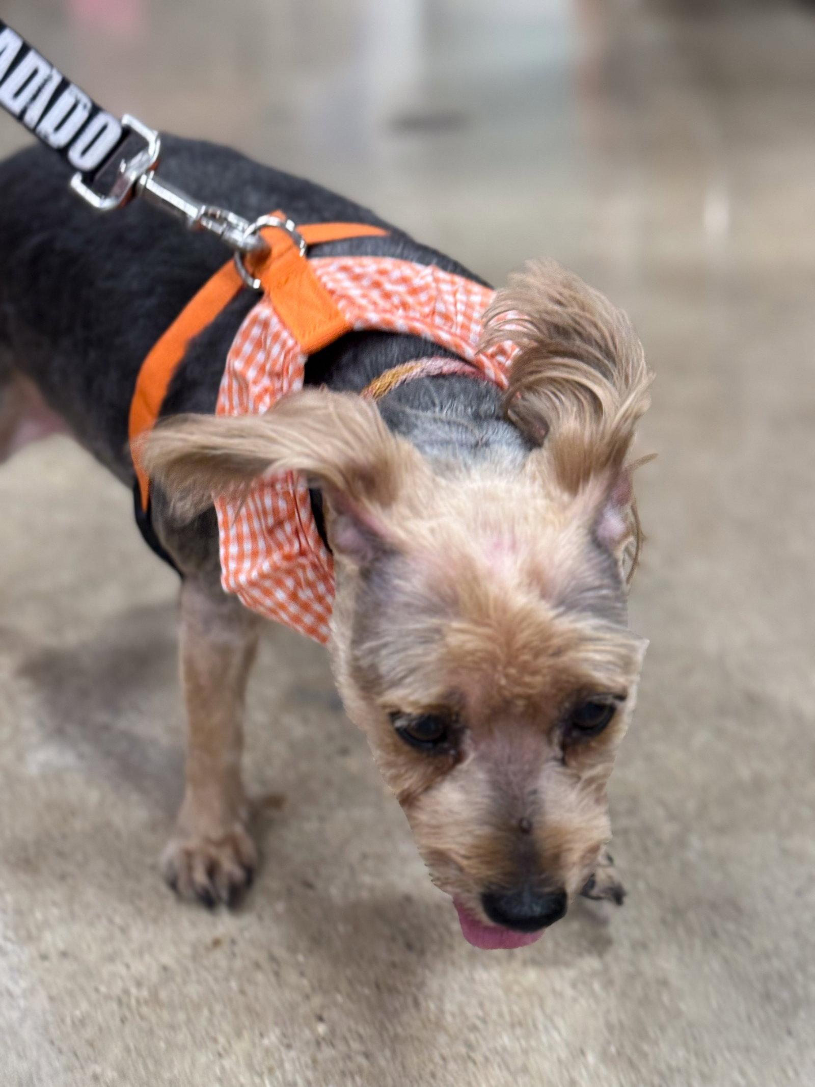 Enlarge Mocha, a Adopted Yorkshire Terrier in Wheaton, IL image 3/3