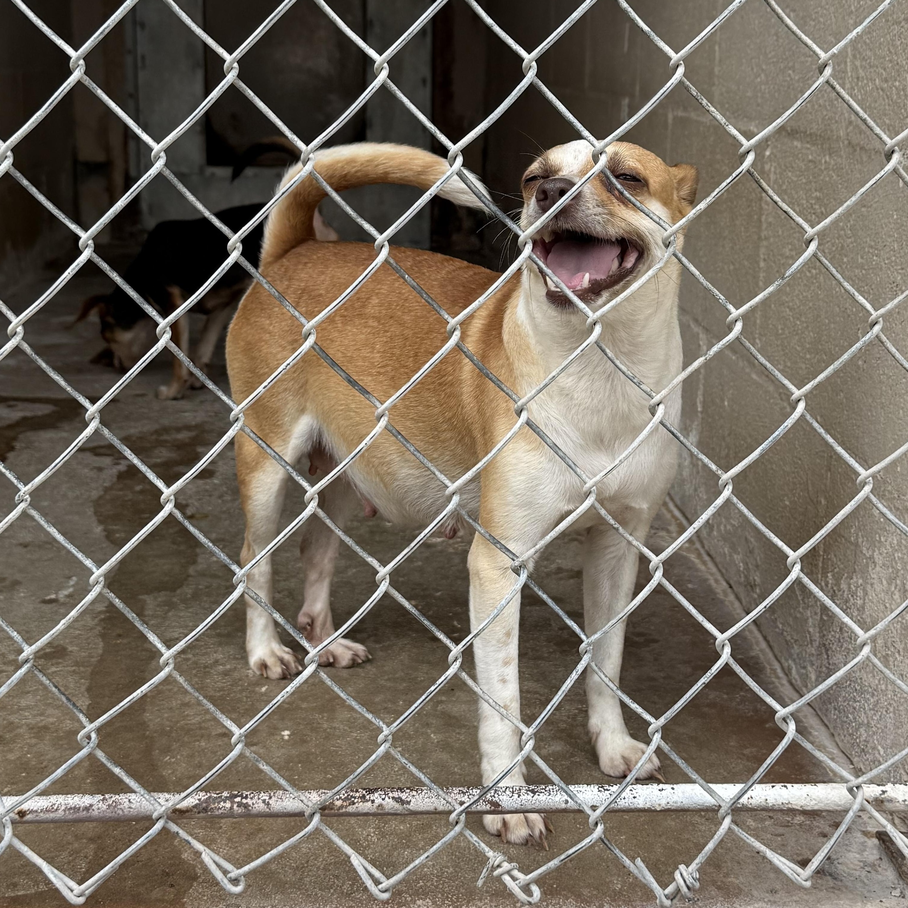Enlarge Luna, a ADOPTABLE mixed breed in Blue Springs, MO image 1/1