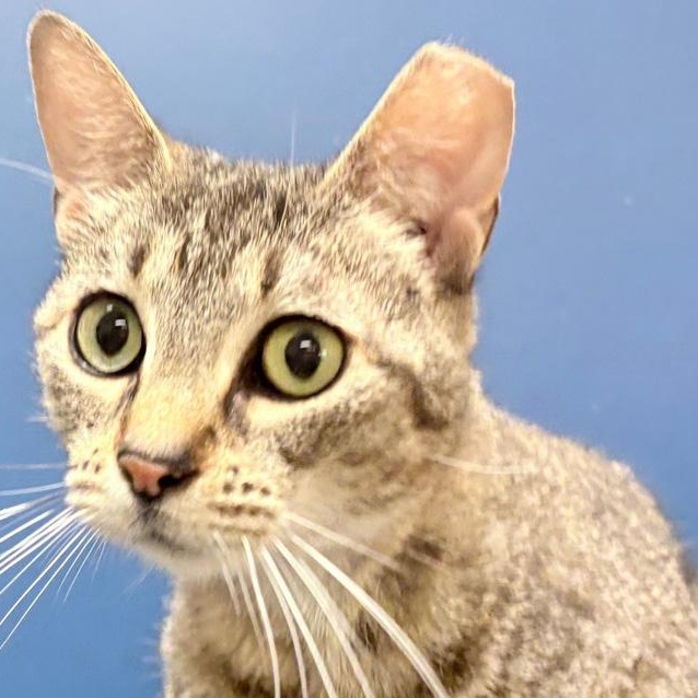 Mrs. Lovett, a Adoptable Domestic Short Hair in Columbus, IN image 1/2