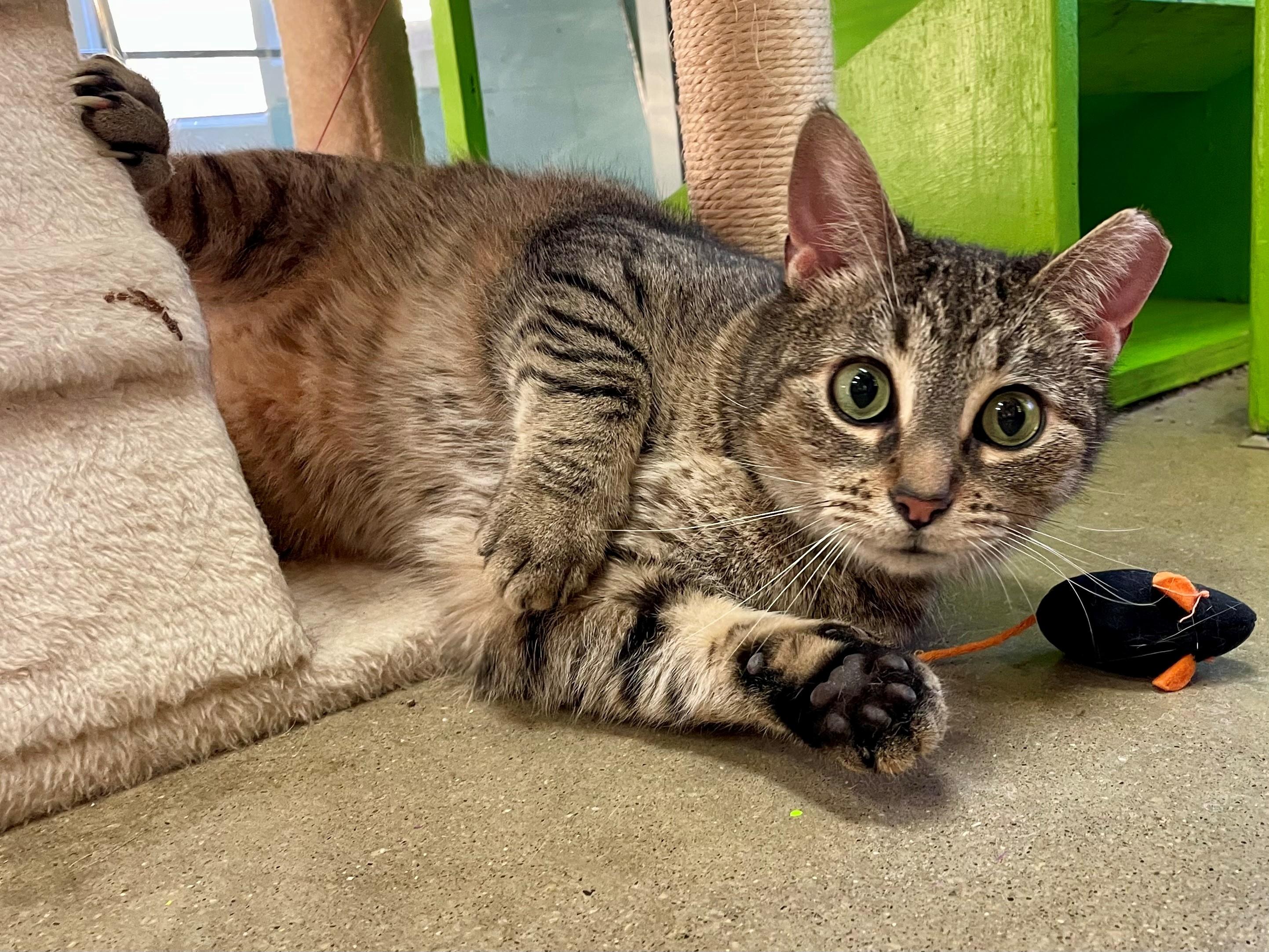 Mrs. Lovett, Adoptable, Adult Female Domestic Short Hair.