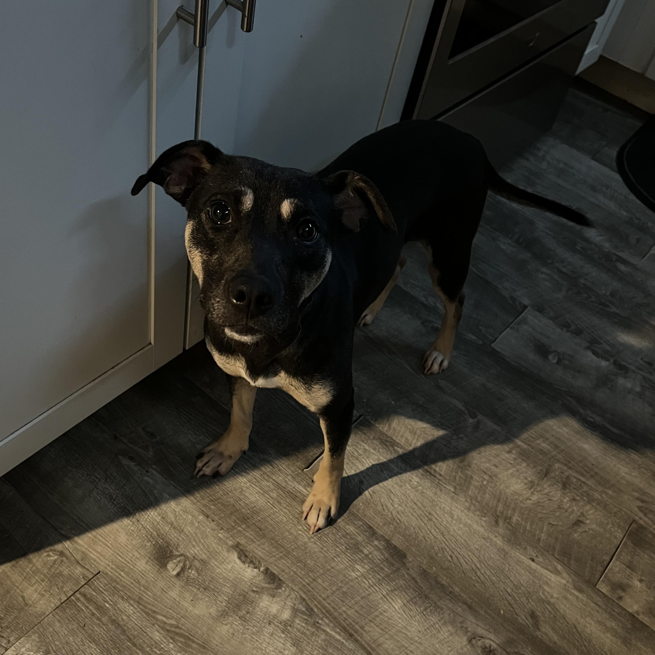 Enlarge Gretchen, a Adoptable mixed breed in Spicewood, TX image 2/3