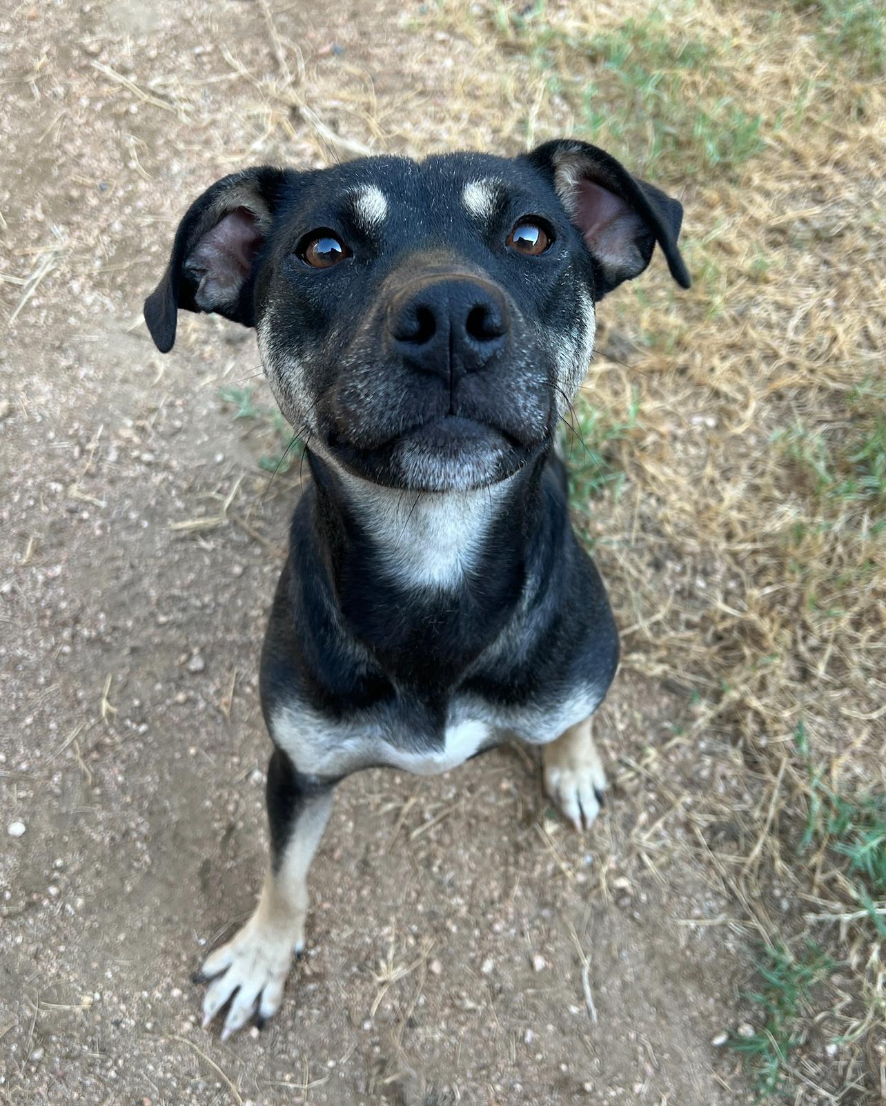 Enlarge Gretchen, a Adoptable mixed breed in Spicewood, TX image 3/3