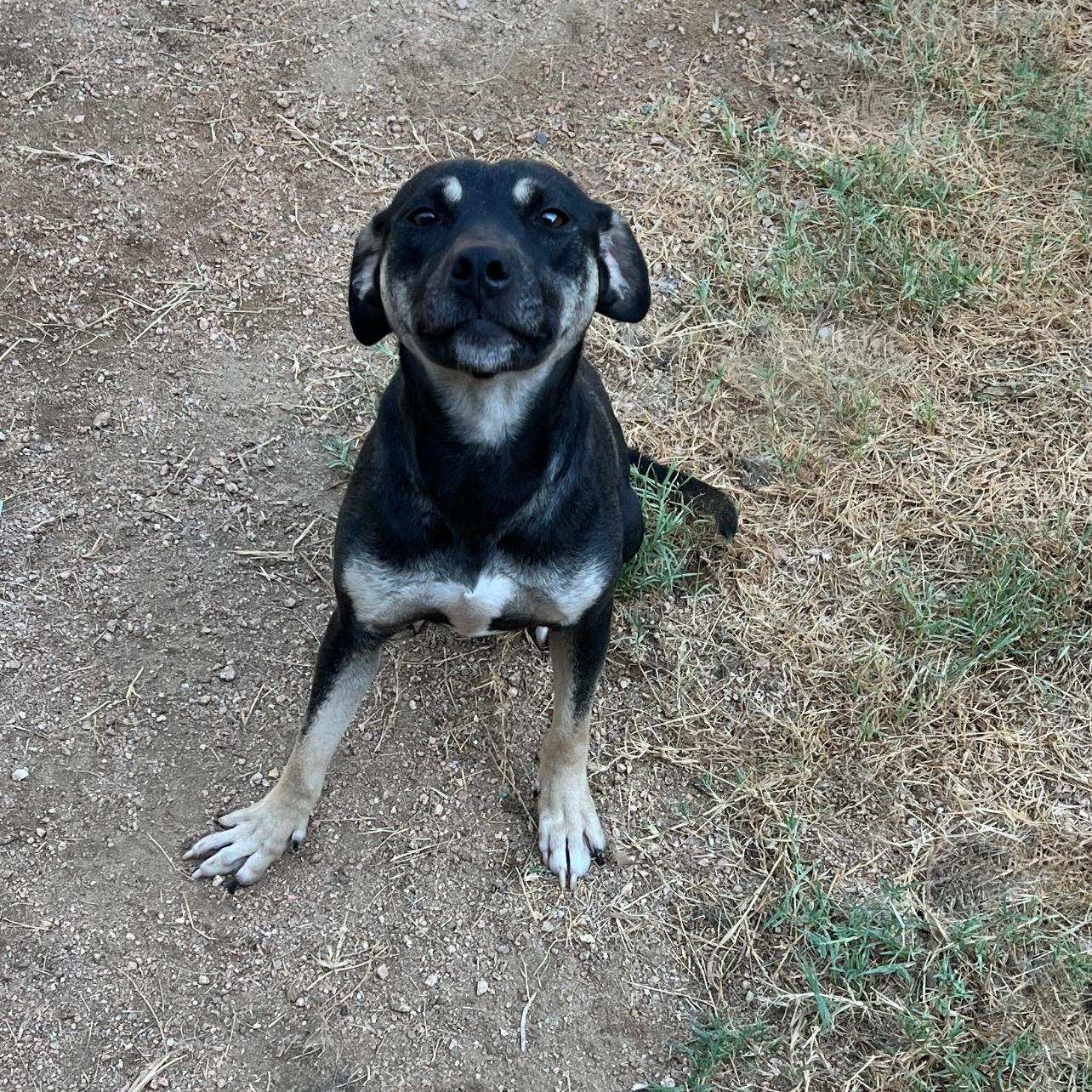 Gretchen, Adoptable, Young Female Black and Tan Coonhound & American Staffordshire Terrier.