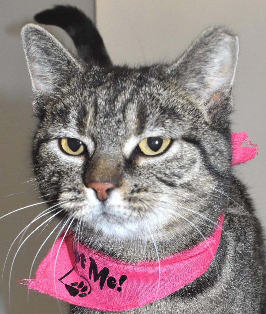 Enlarge Jessika, a Adoptable mixed breed in Springfield, OH image 1/3