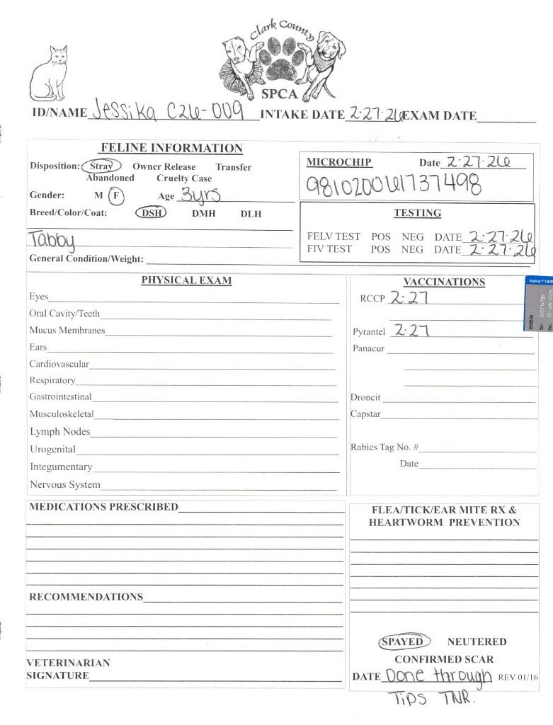 Enlarge Jessika, a Adoptable mixed breed in Springfield, OH image 3/3