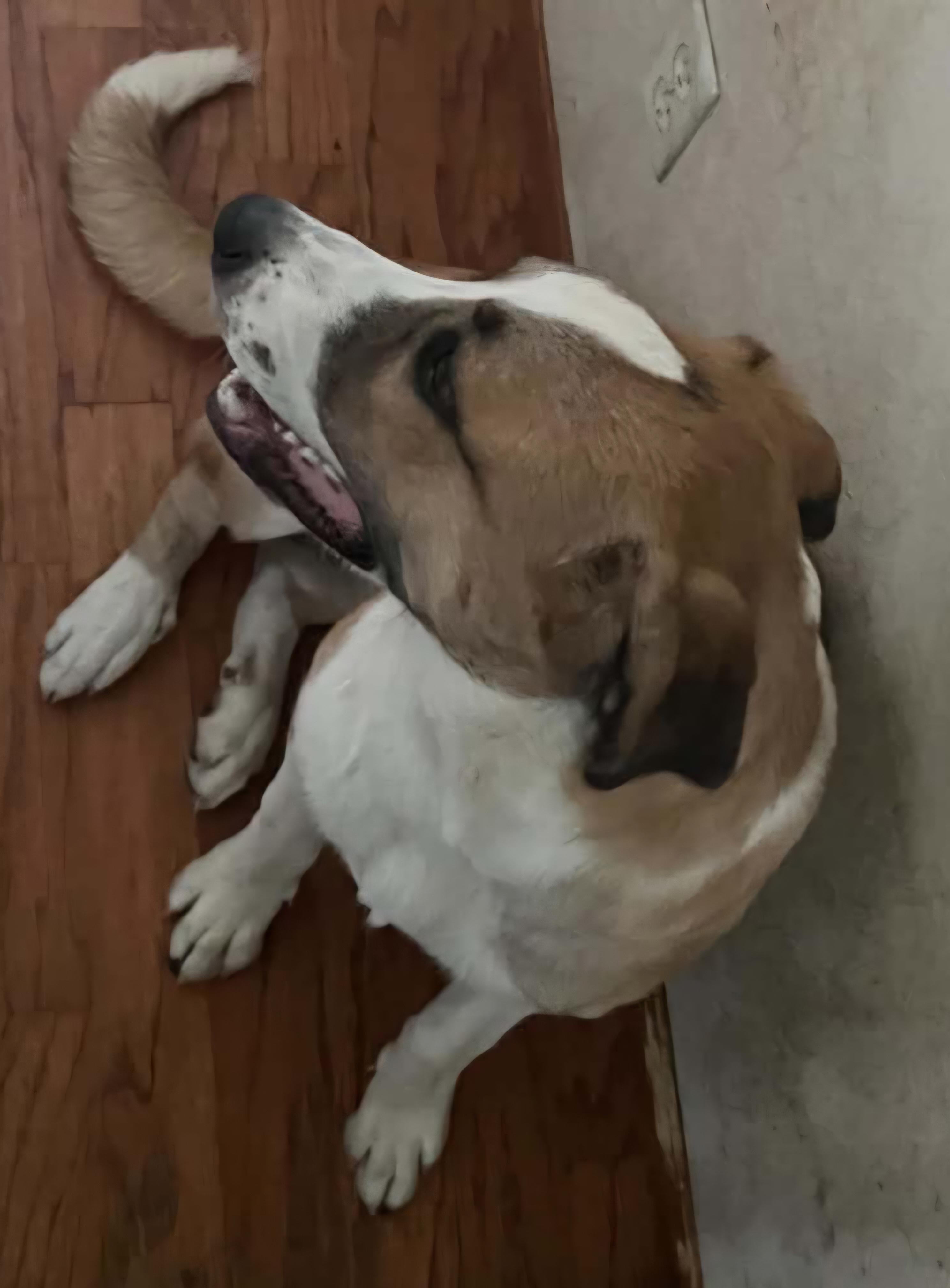 Enlarge Skye, a Adopted mixed breed in Susanville, CA image 4/5