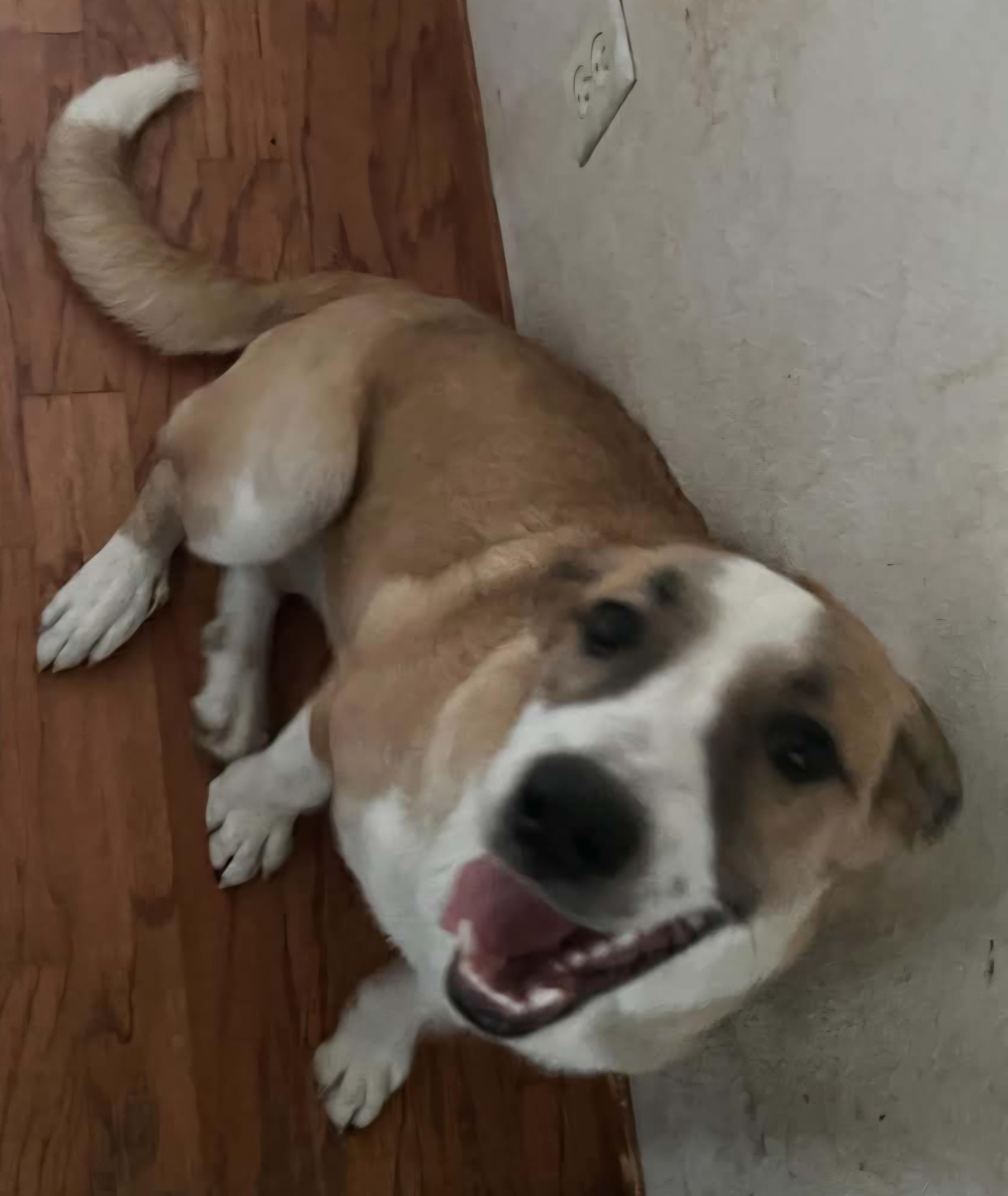 Enlarge Skye, a Adopted mixed breed in Susanville, CA image 1/5