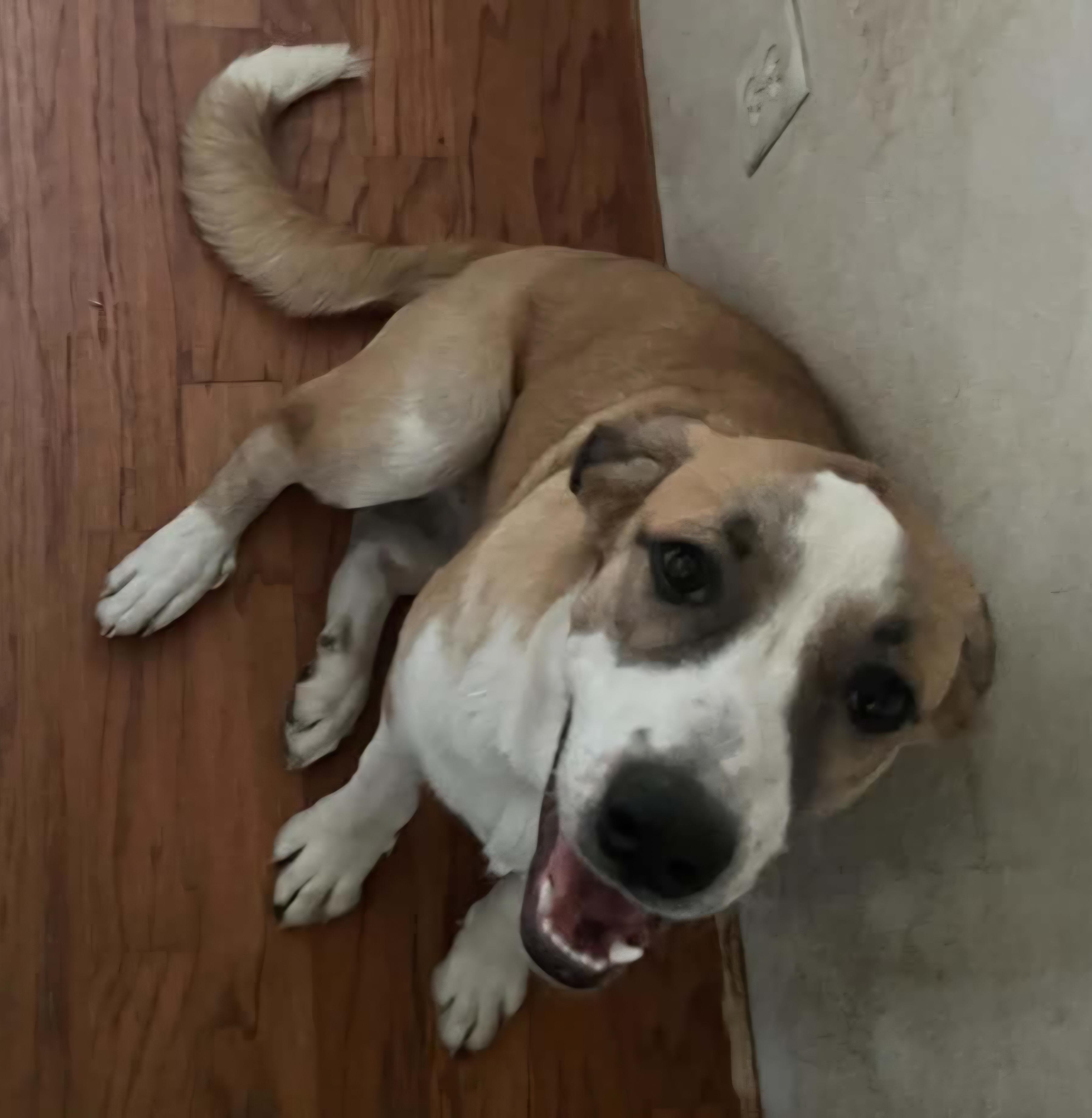 Enlarge Skye, a Adopted mixed breed in Susanville, CA image 5/5