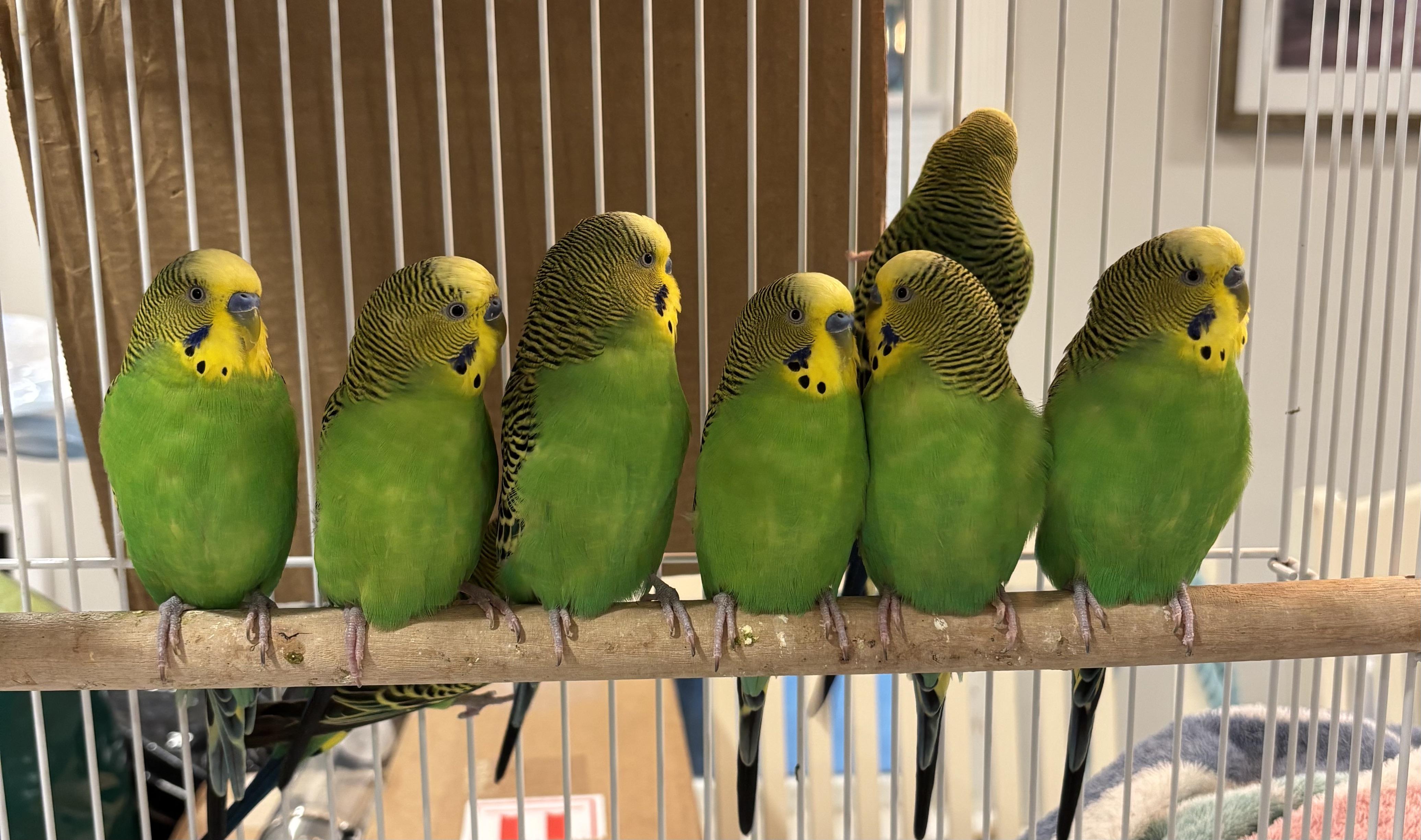 Our Handsome Boys!, Young Male unknown