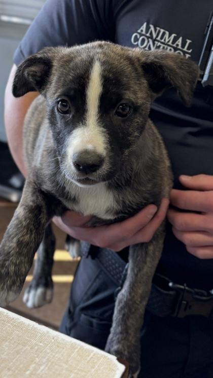 Niko, Adoptable, Puppy Female Dutch Shepherd & Mixed Breed.