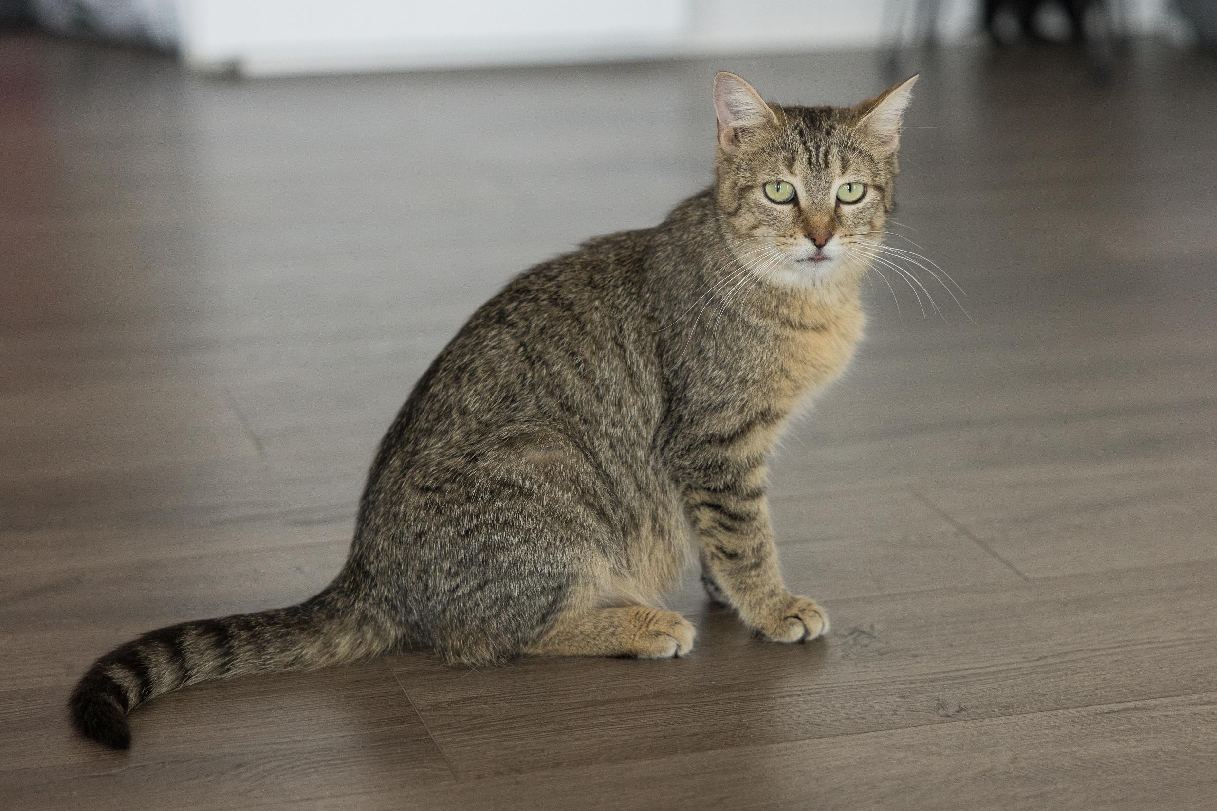 Enlarge Mini, a Adoptable Domestic Short Hair in Montreal, QC image 2/3