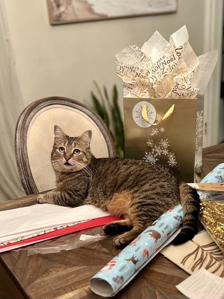 Enlarge Mini, a Adoptable Domestic Short Hair in Montreal, QC image 3/3