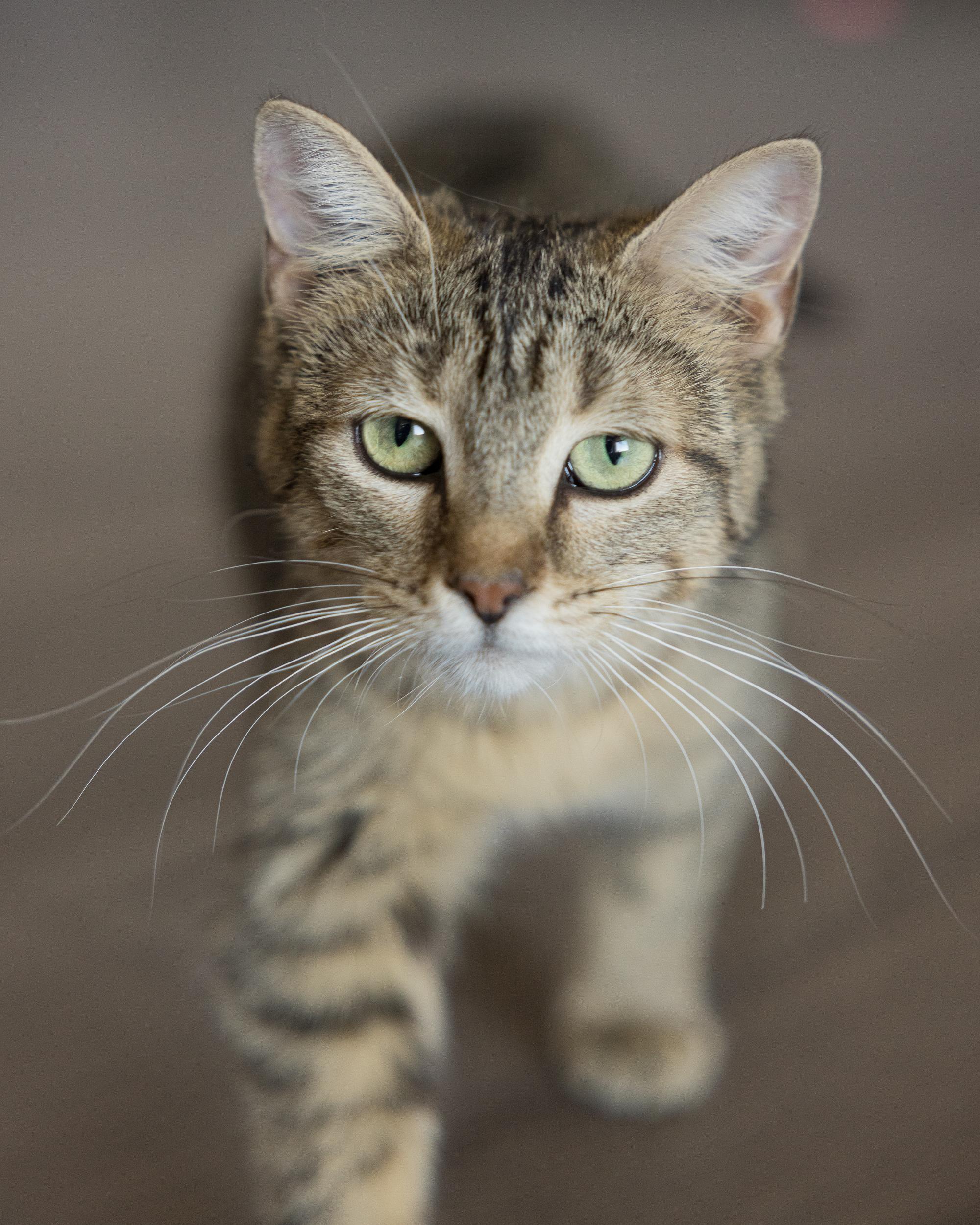 Enlarge Mini, a Adoptable Domestic Short Hair in Montreal, QC image 1/3
