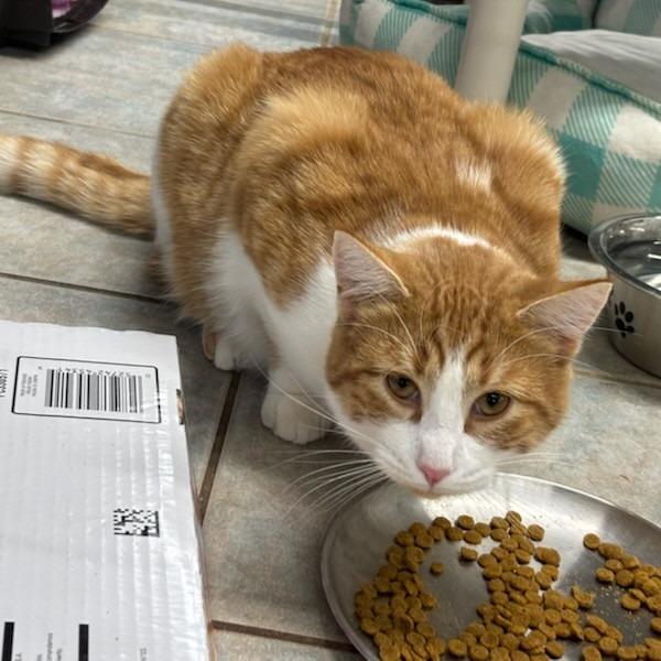 Enlarge Cutie Patootie, a Adoptable Domestic Short Hair in East Smithfield , PA image 1/6