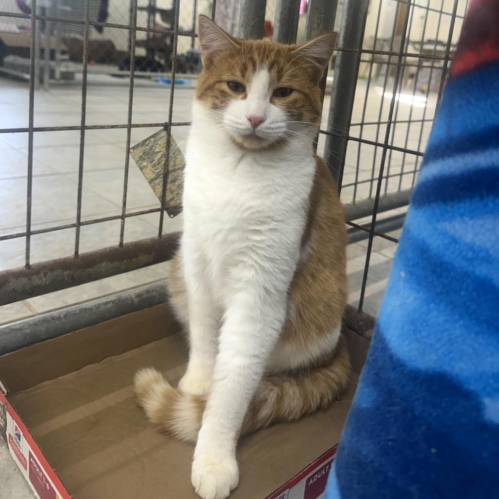 Enlarge Cutie Patootie, a Adoptable Domestic Short Hair in East Smithfield , PA image 2/6