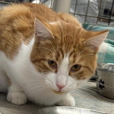 Enlarge Cutie Patootie, a Adoptable Domestic Short Hair in East Smithfield , PA image 3/6