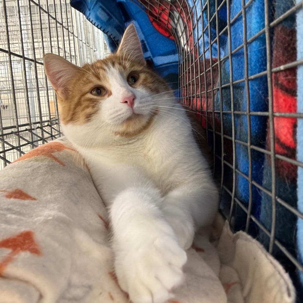 Enlarge Cutie Patootie, a Adoptable Domestic Short Hair in East Smithfield , PA image 5/6