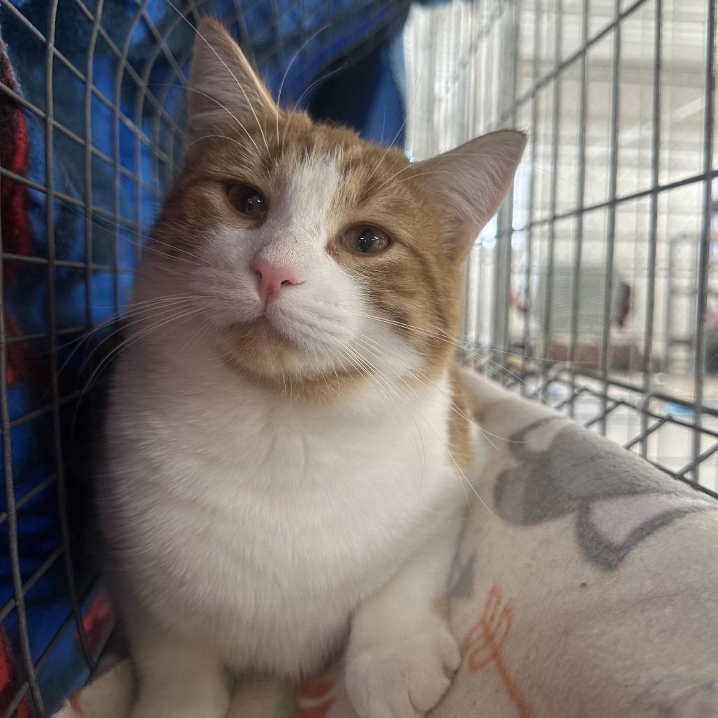 Enlarge Cutie Patootie, a Adoptable Domestic Short Hair in East Smithfield , PA image 6/6