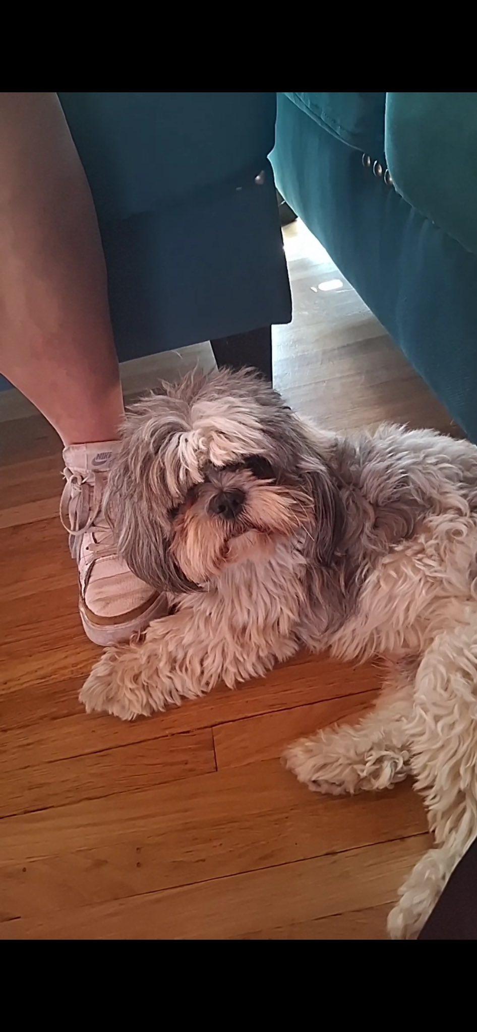 Pikachu, ADOPTABLE, Adult Male Shih Tzu.