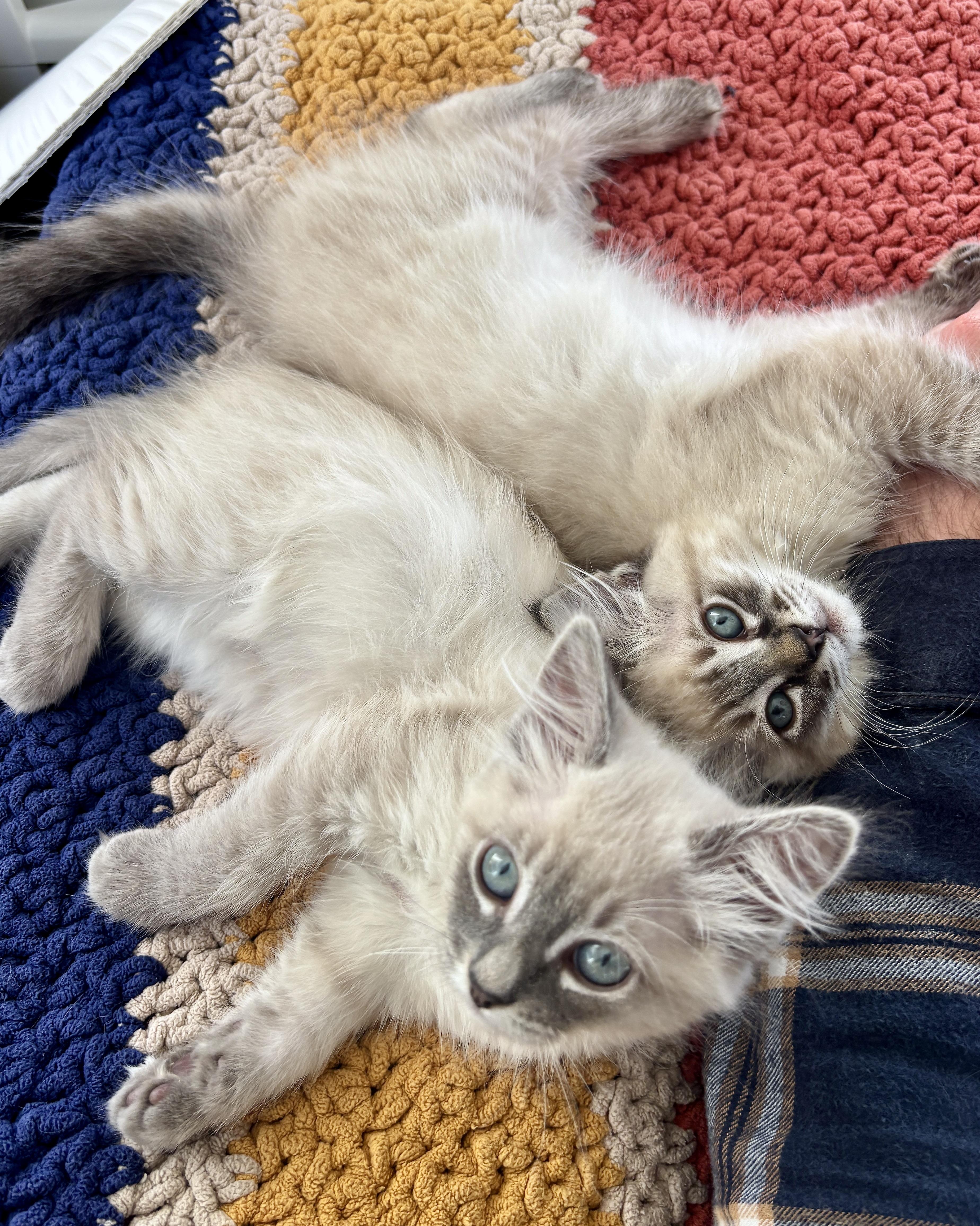 Jane (bonded with Ilya), a Adopted Domestic Short Hair in San Francisco, CA image 2/6
