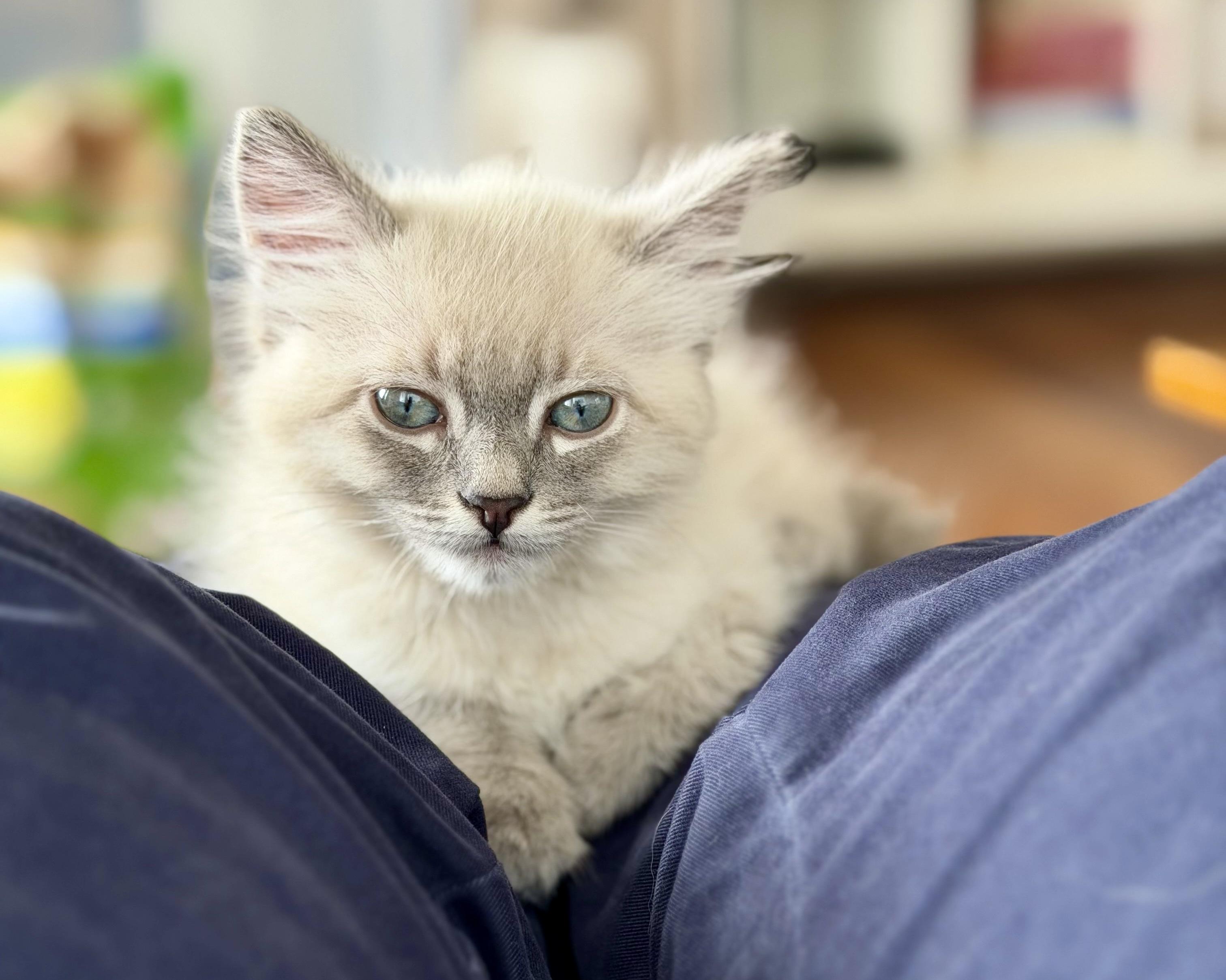 Jane (bonded with Ilya), a Adopted Domestic Short Hair in San Francisco, CA image 4/6