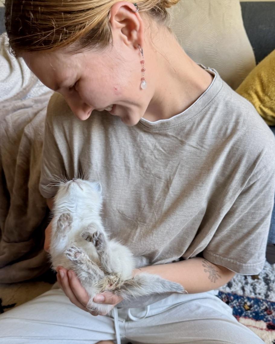 Jane (bonded with Ilya), a Adopted Domestic Short Hair in San Francisco, CA image 5/6