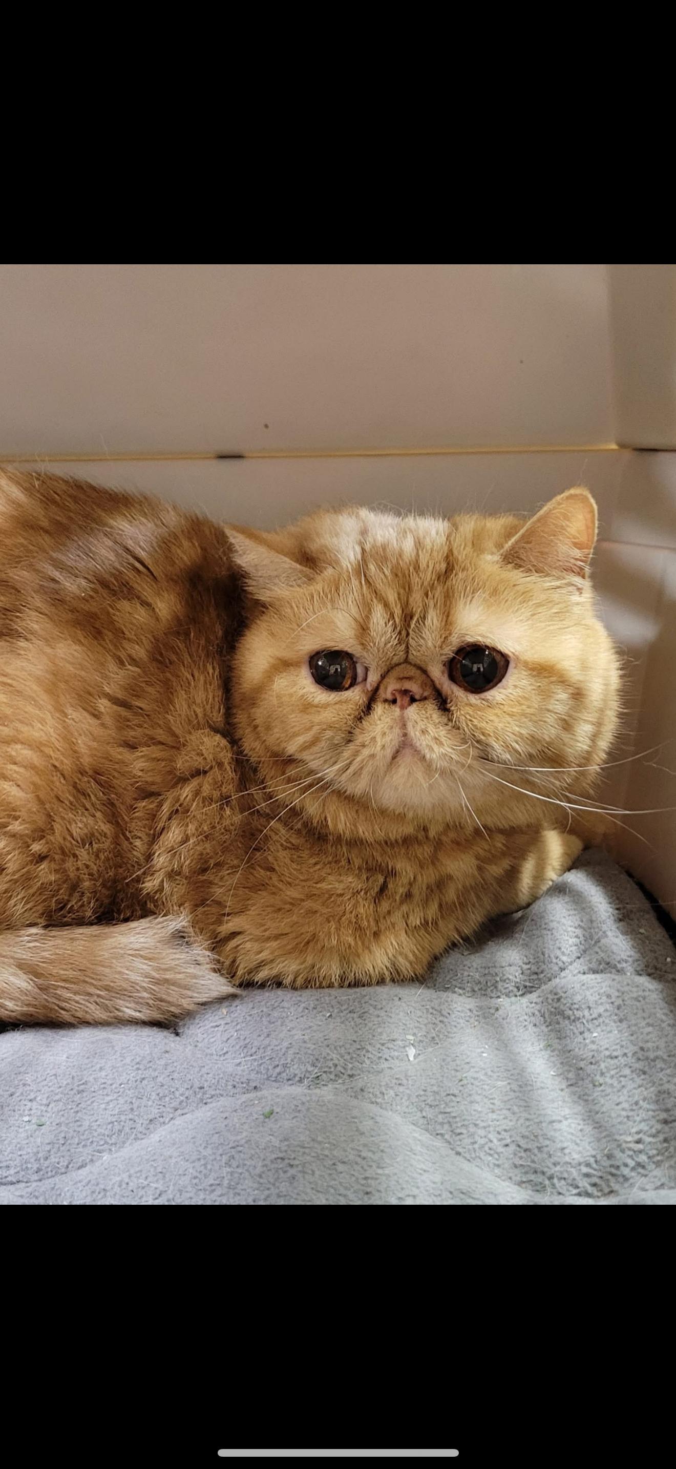 Enlarge Exotic short hair, a Adopted Exotic Shorthair in Fairbanks, AK image 1/1