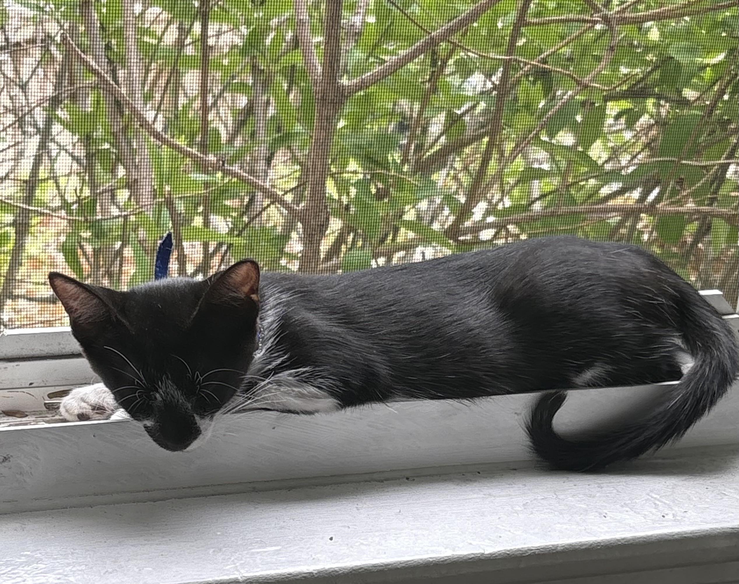 Enlarge Bella, a Adoptable Domestic Short Hair in Watertown, MA image 5/6