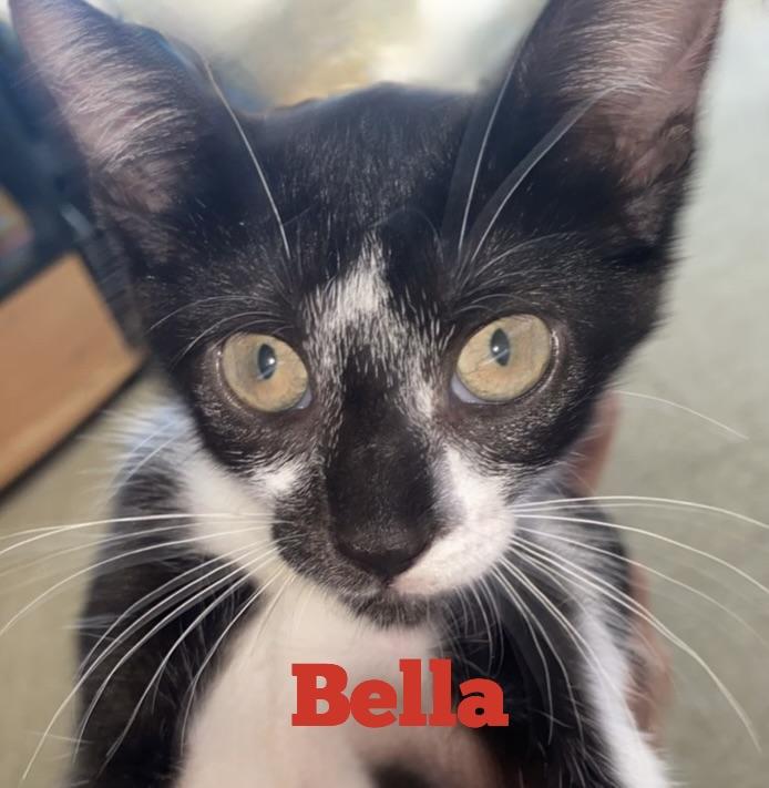 Enlarge Bella, a Adoptable Domestic Short Hair in Watertown, MA image 3/6