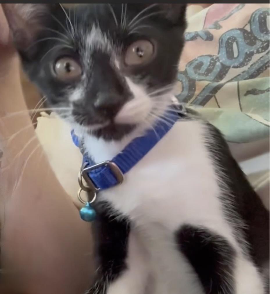 Bella, Adoptable, Kitten Female Domestic Short Hair.