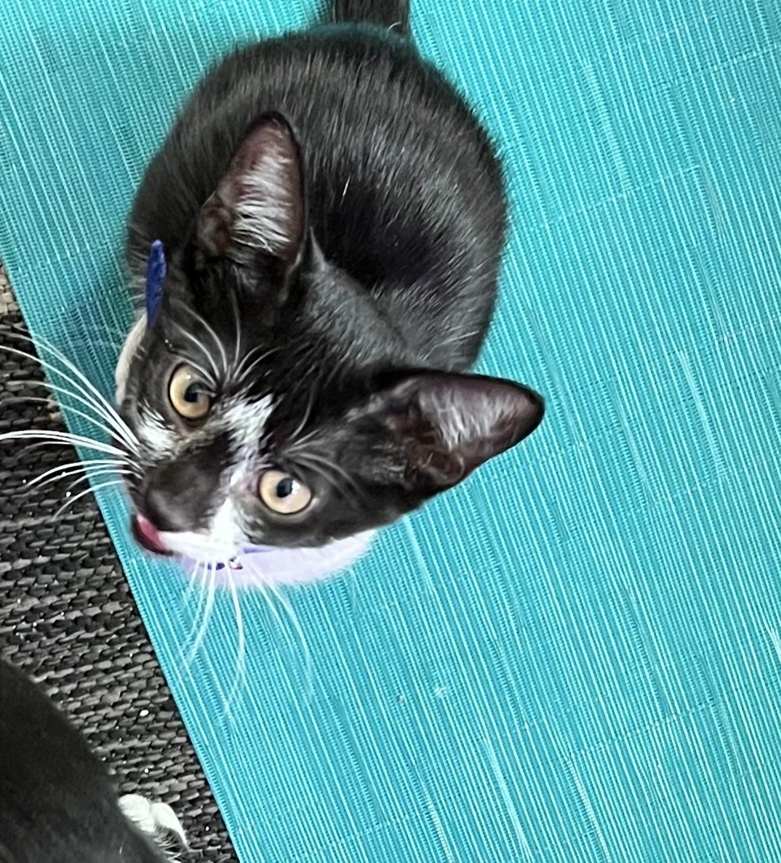 Bella, adopted, Kitten Female Domestic Short Hair.
