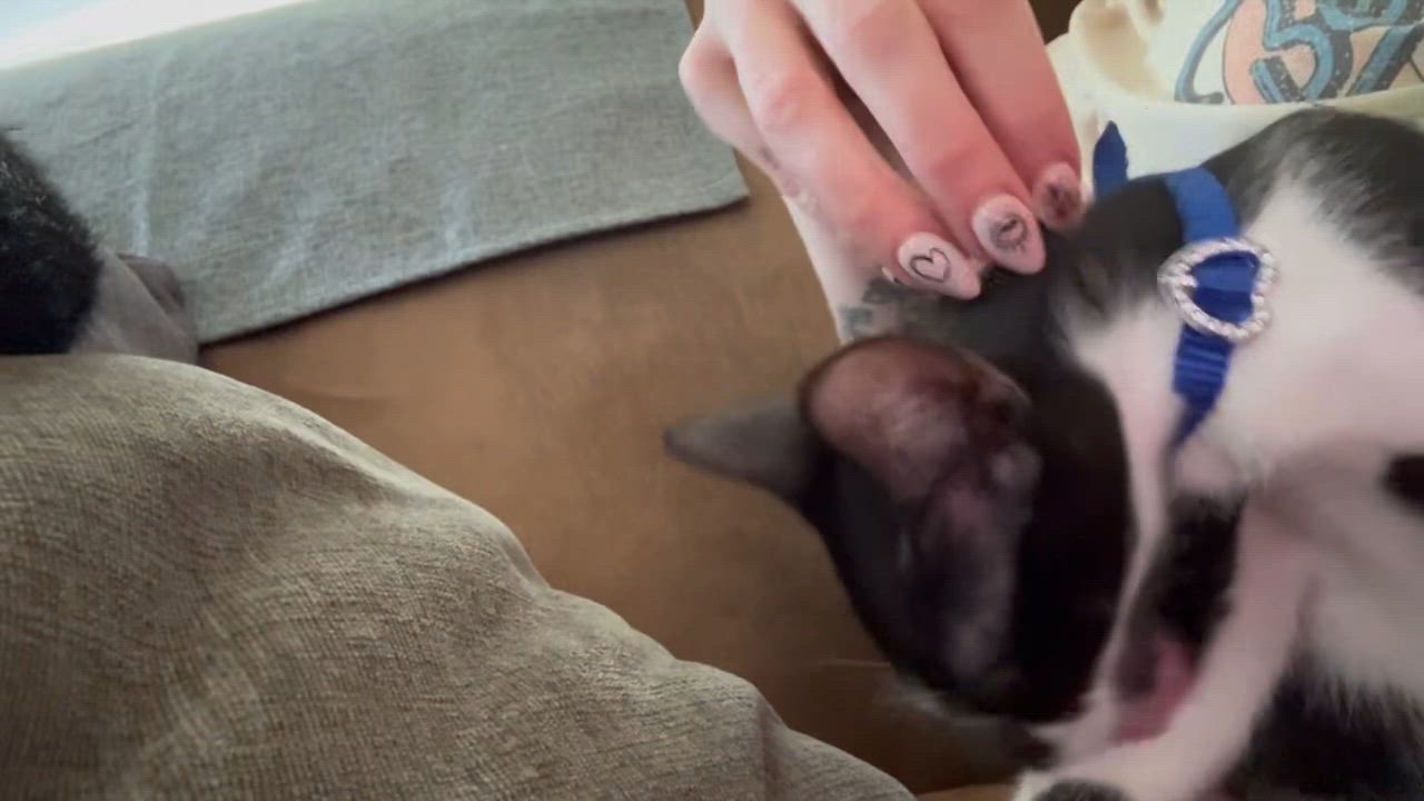 Enlarge Bella, a Adoptable Domestic Short Hair in Watertown, MA video 2/6