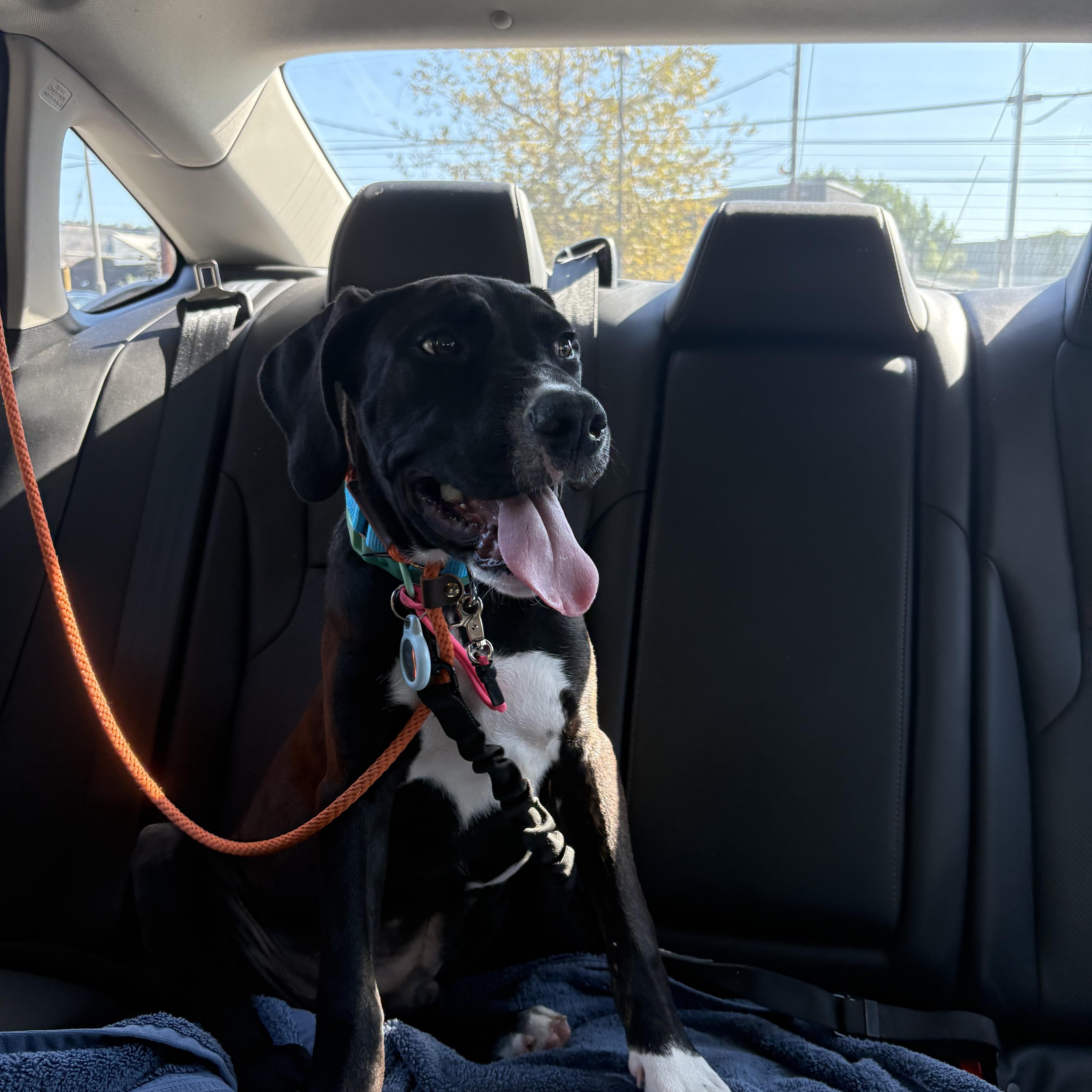 Enlarge Boone, a Adoptable mixed breed in Los Angeles, CA image 4/5