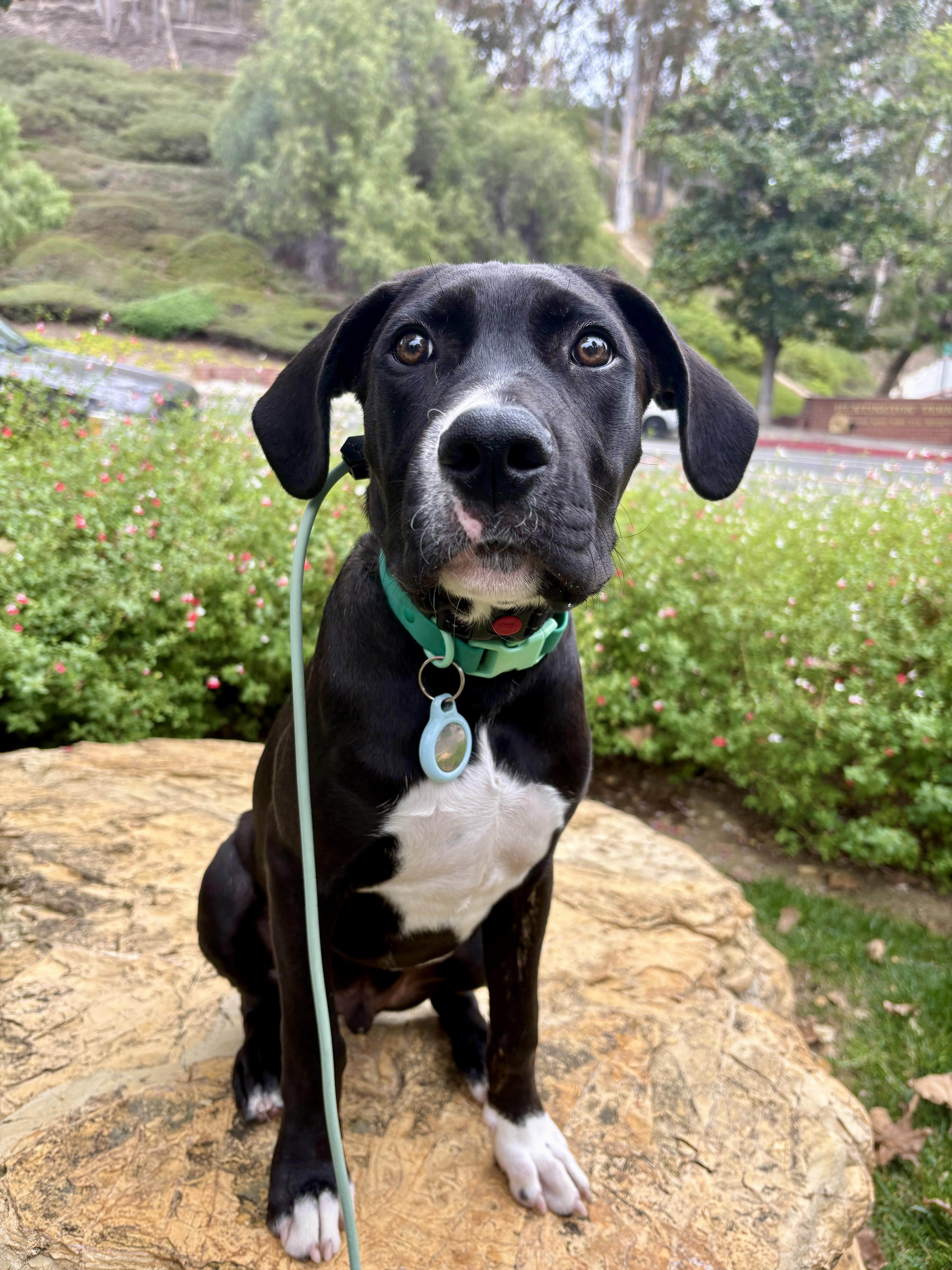Enlarge Boone, a Adoptable mixed breed in Los Angeles, CA image 1/5