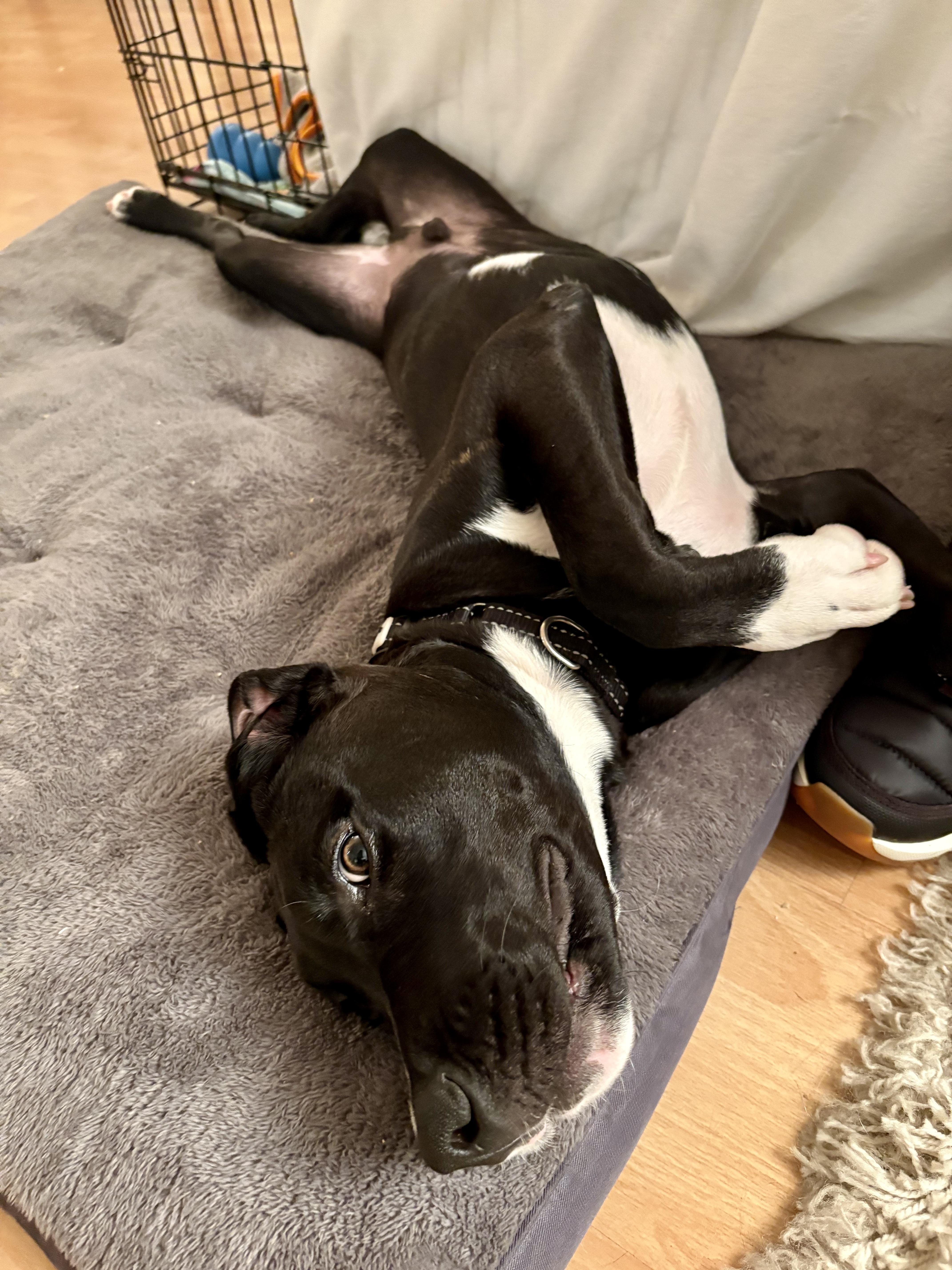 Enlarge Boone, a Adoptable mixed breed in Los Angeles, CA image 3/5