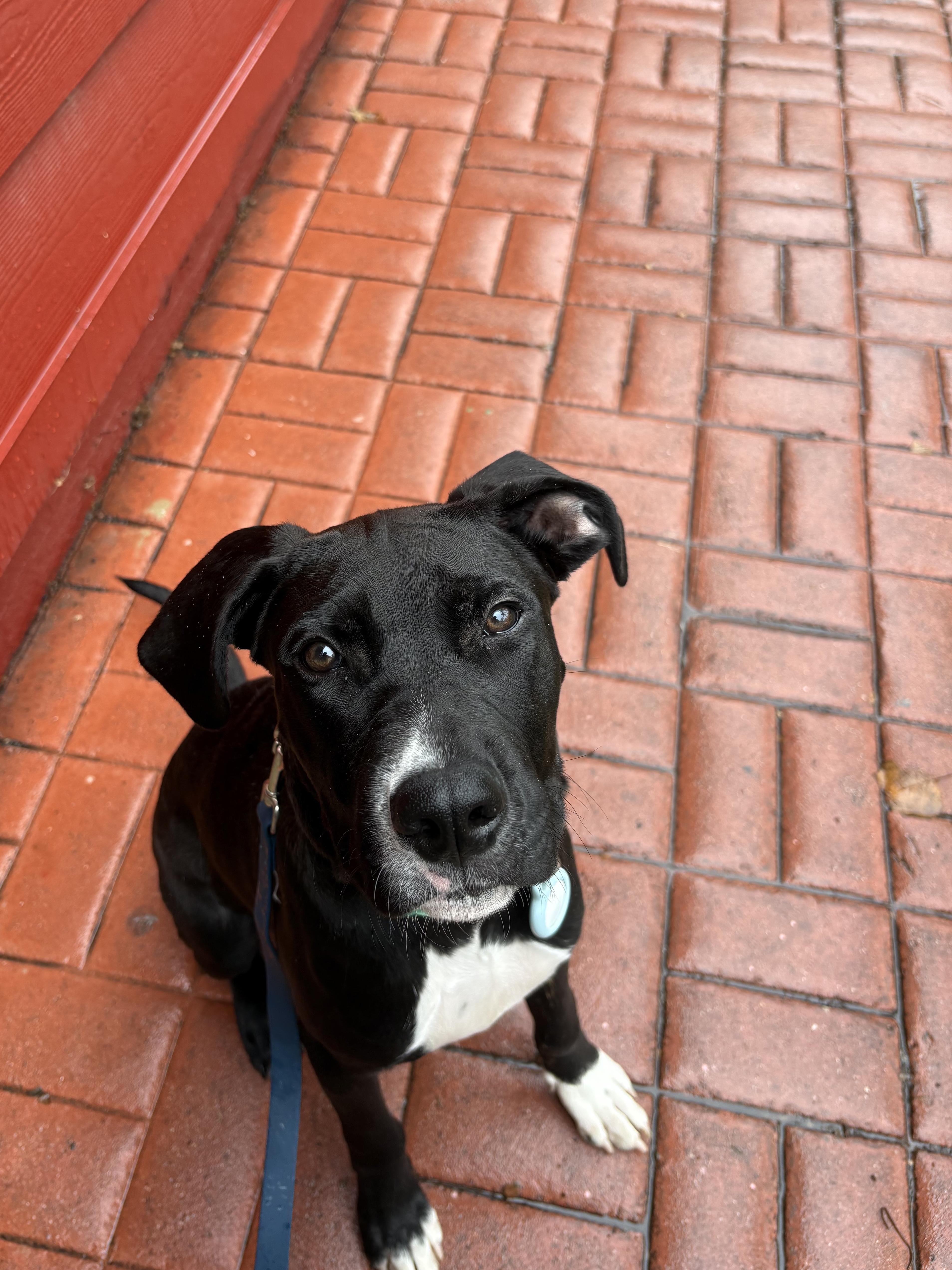 Enlarge Boone, a Adoptable mixed breed in Los Angeles, CA image 2/5