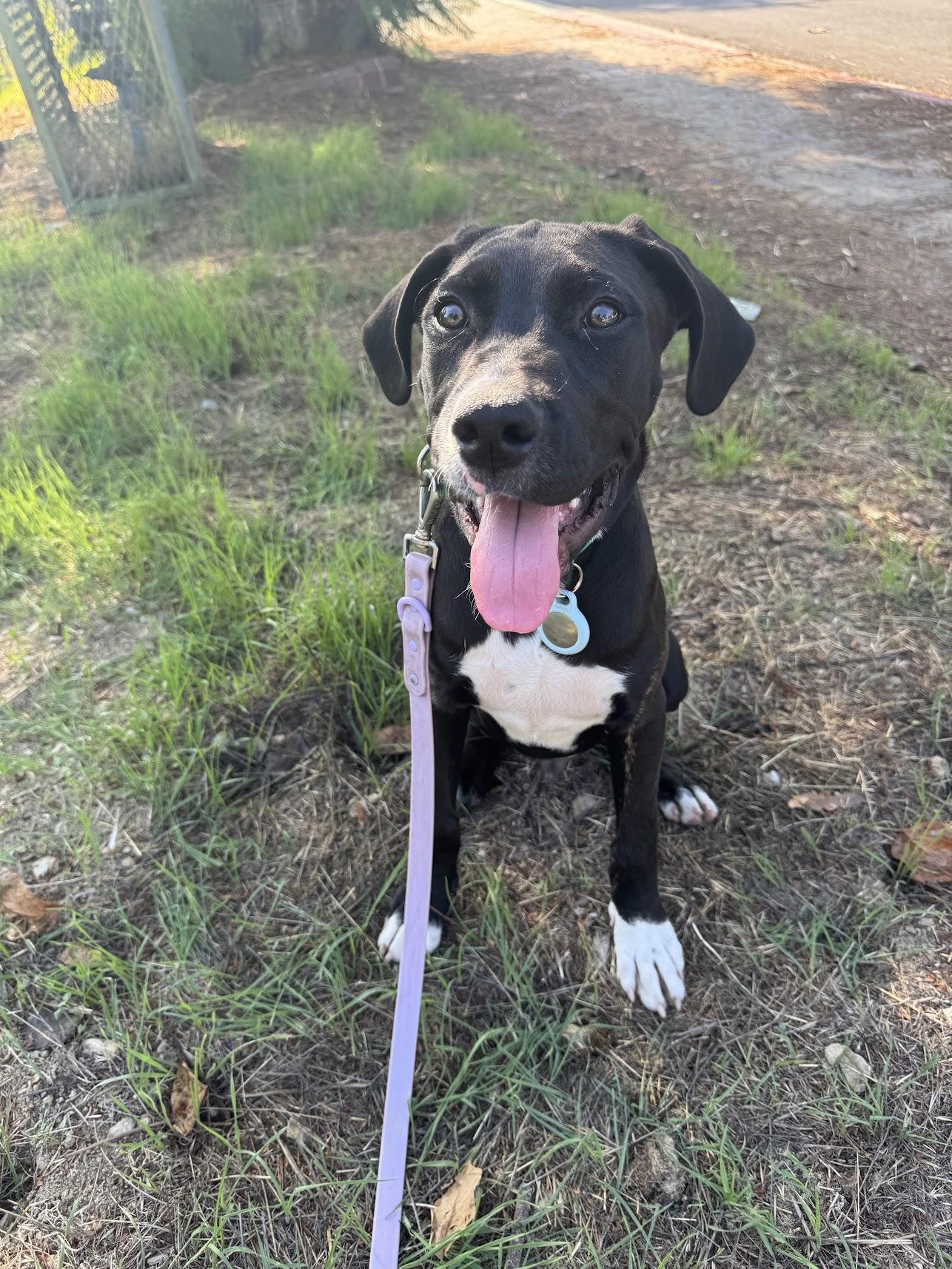 Enlarge Boone, a Adoptable mixed breed in Los Angeles, CA image 3/5