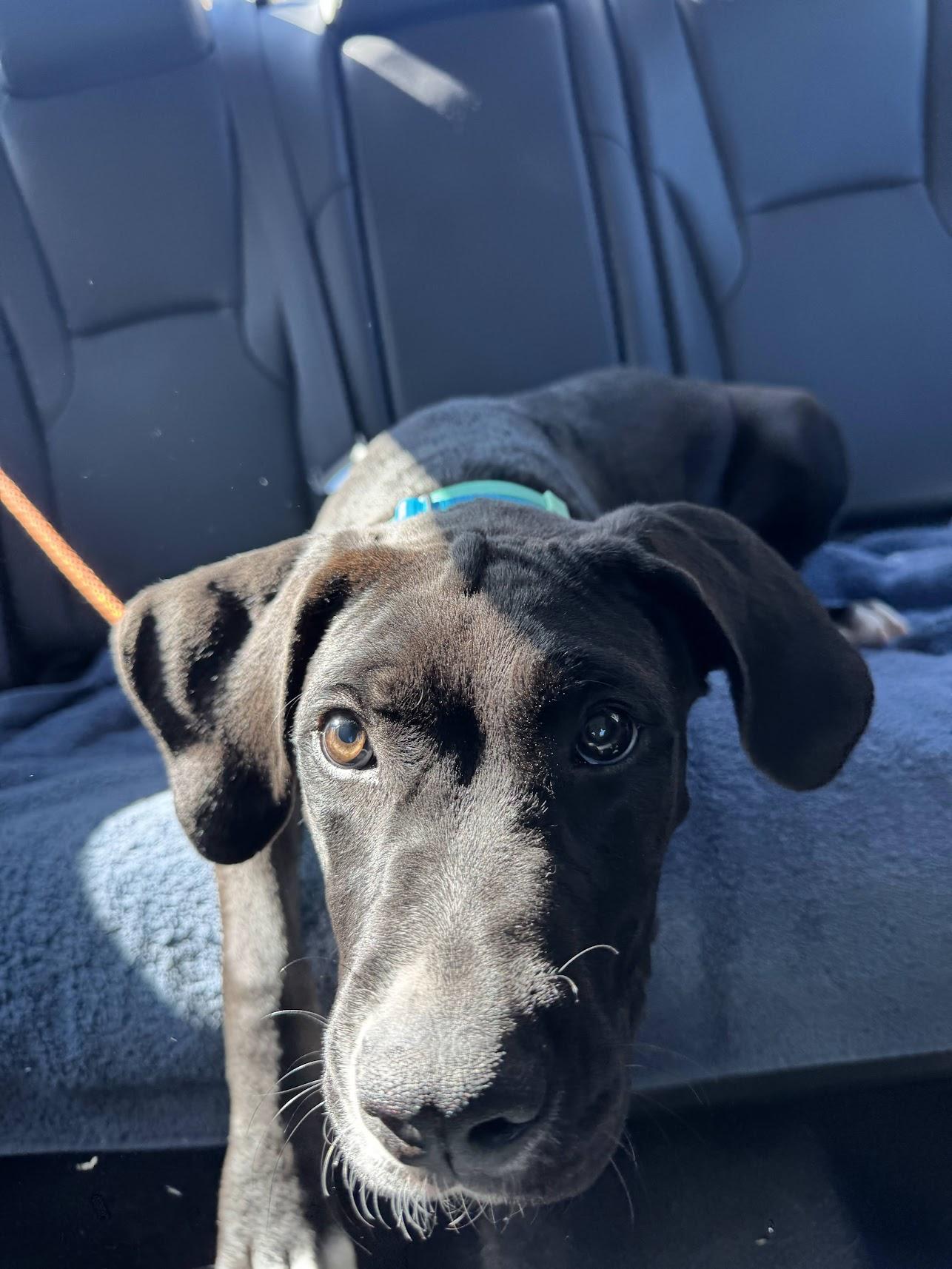 Enlarge Boone, a Adoptable mixed breed in Los Angeles, CA image 2/5