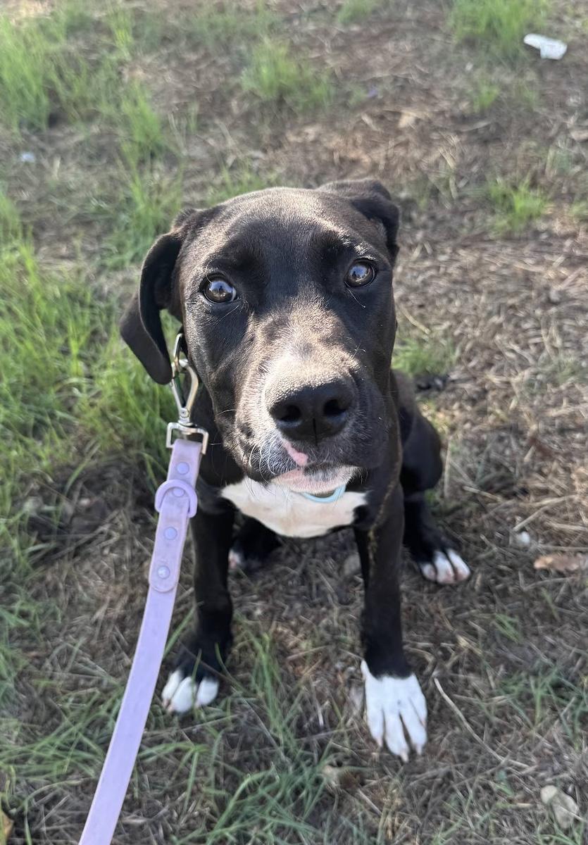 Enlarge Boone, a Adoptable mixed breed in Los Angeles, CA image 1/5