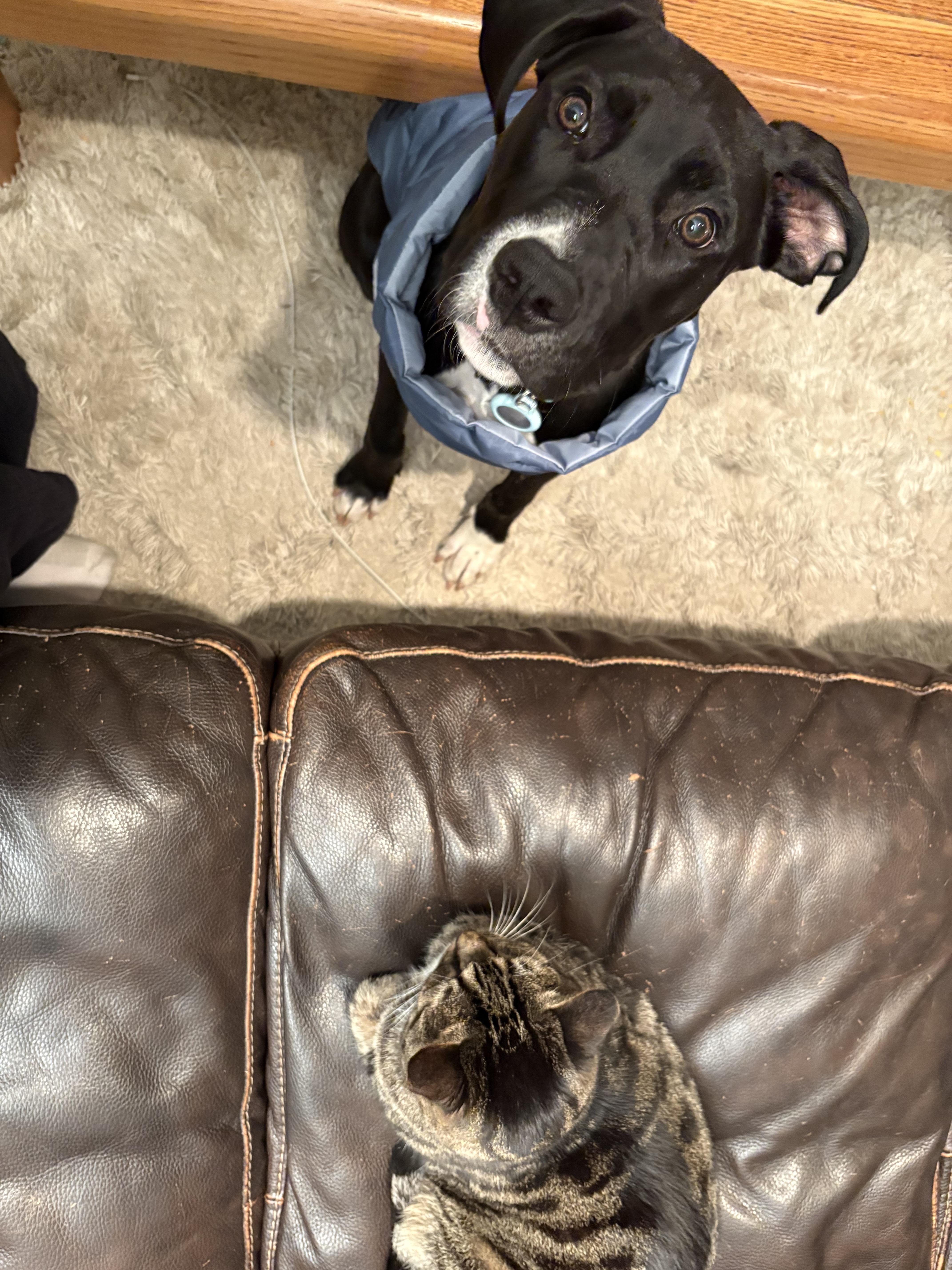 Enlarge Boone, a Adoptable mixed breed in Los Angeles, CA image 4/5